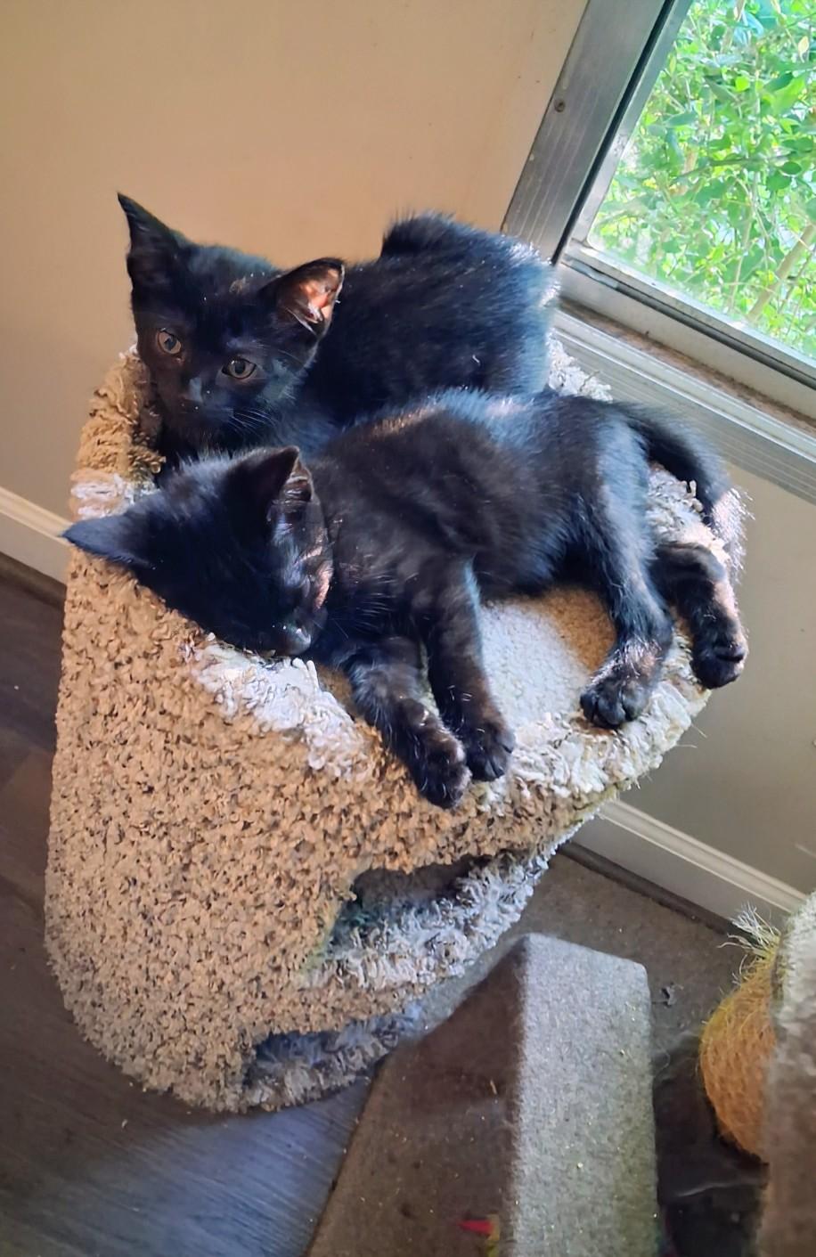 Enlarge Ernest & Cecil, a ADOPTABLE Bombay in Knoxville, TN image 5/5