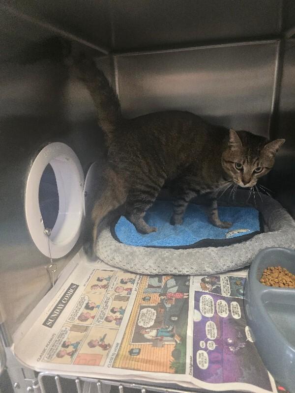 Enlarge Jack, a Adoptable Domestic Short Hair in Cortland, NY image 1/5