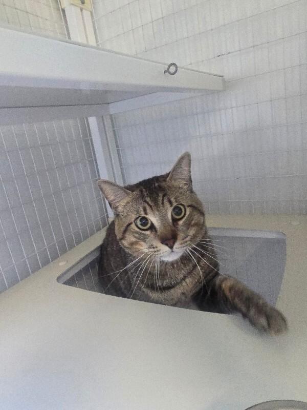 Enlarge Jack, a Adoptable Domestic Short Hair in Cortland, NY image 2/5