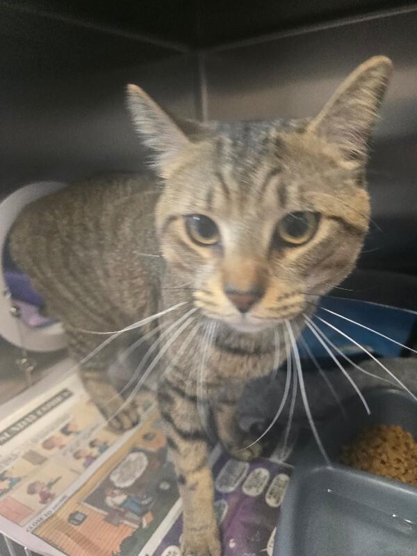 Enlarge Jack, a Adoptable Domestic Short Hair in Cortland, NY image 3/5