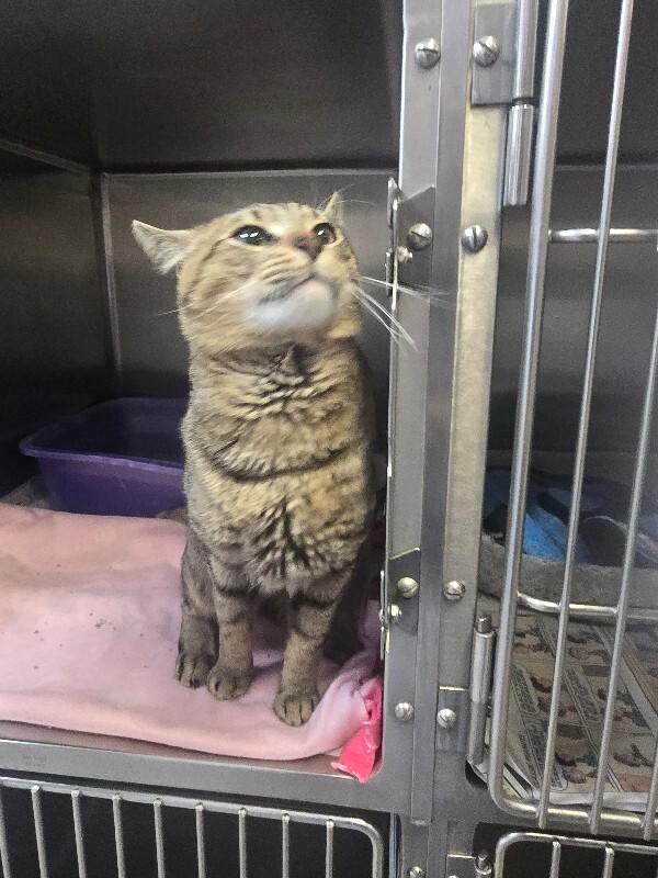 Enlarge Jack, a Adoptable Domestic Short Hair in Cortland, NY image 4/5