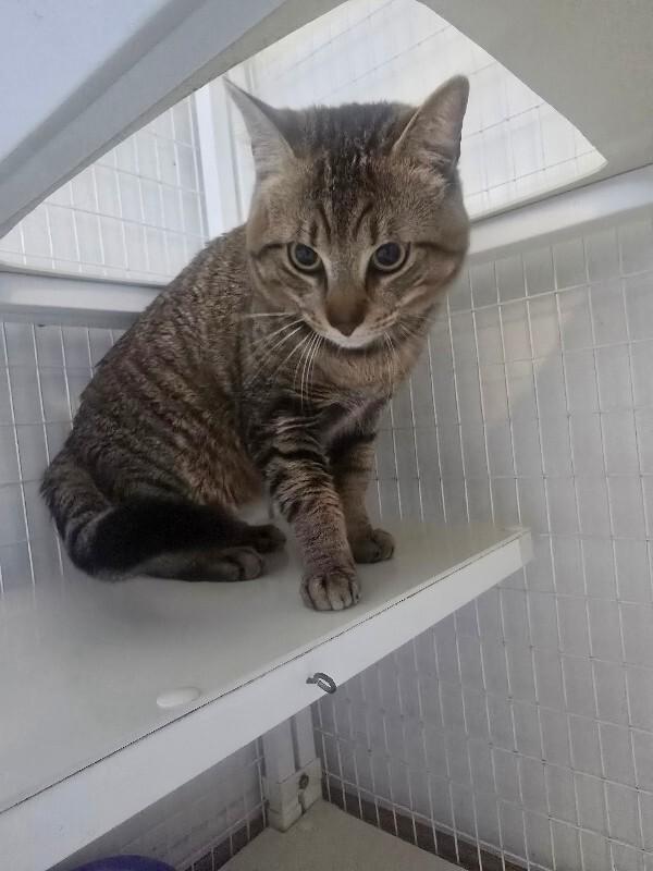 Enlarge Jack, a Adoptable Domestic Short Hair in Cortland, NY image 5/5