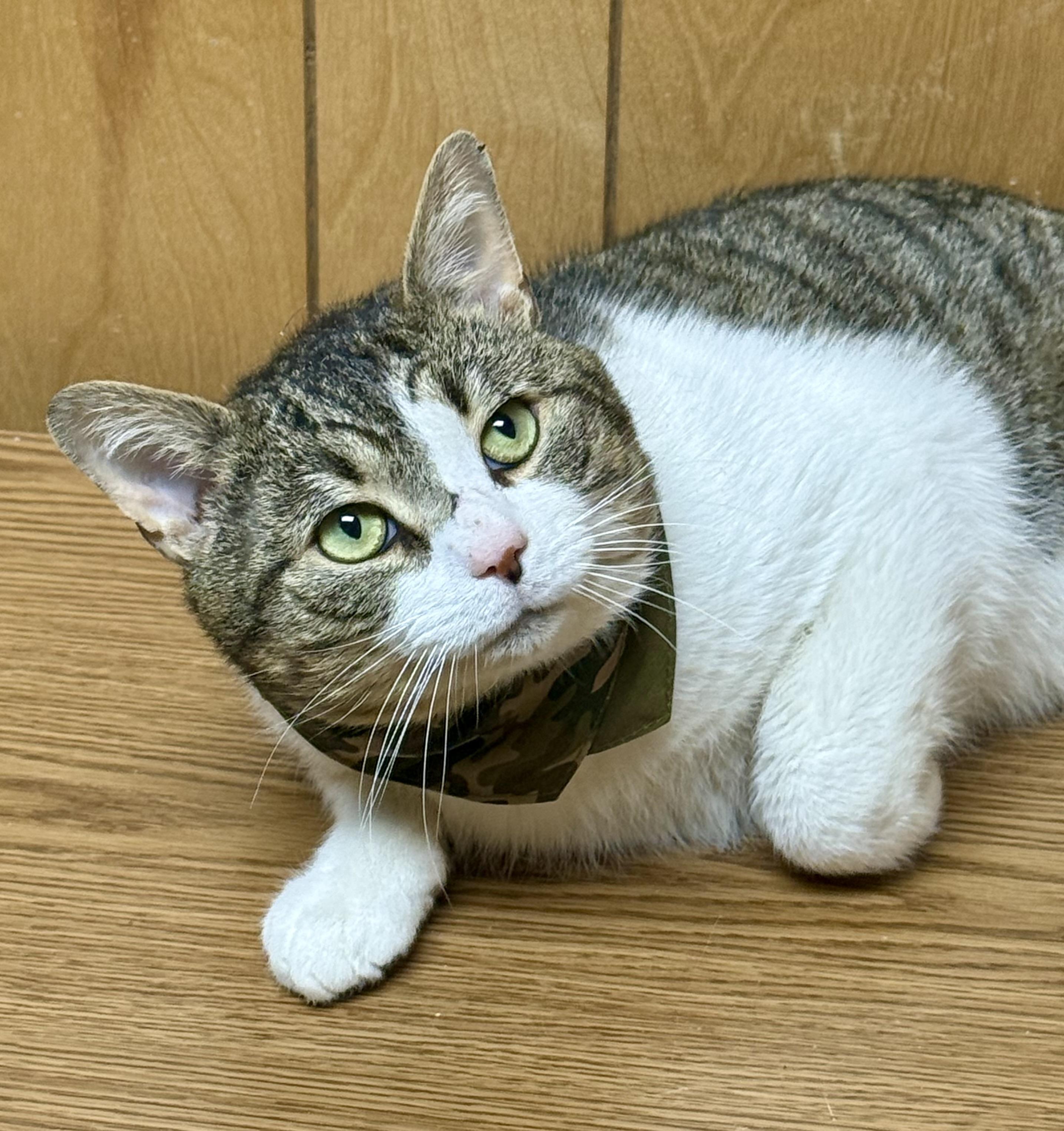 Enlarge Tank, an adopted Domestic Short Hair in Frewsburg, NY image 1/2