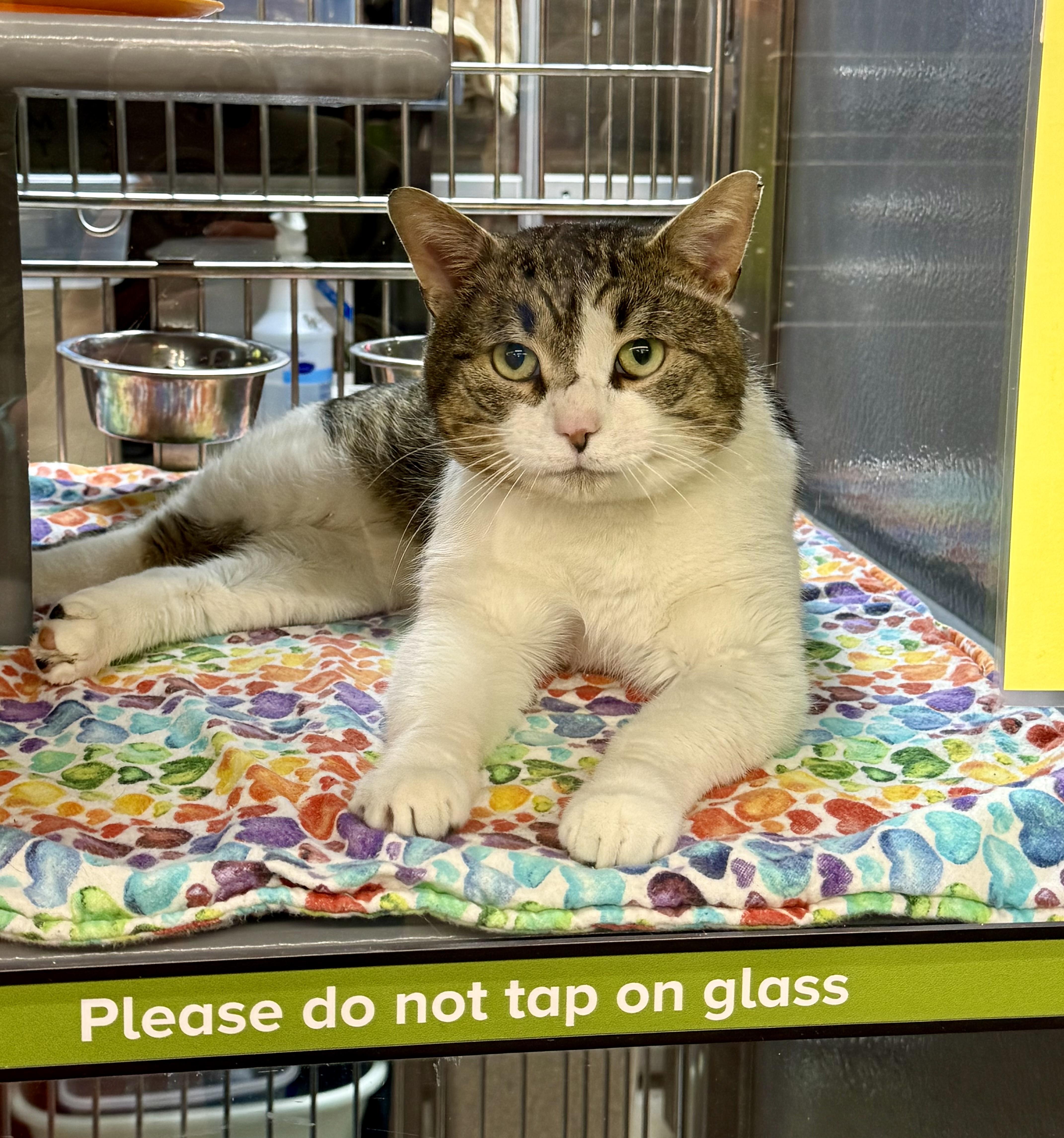 Enlarge Tank, an adopted Domestic Short Hair in Frewsburg, NY image 2/2