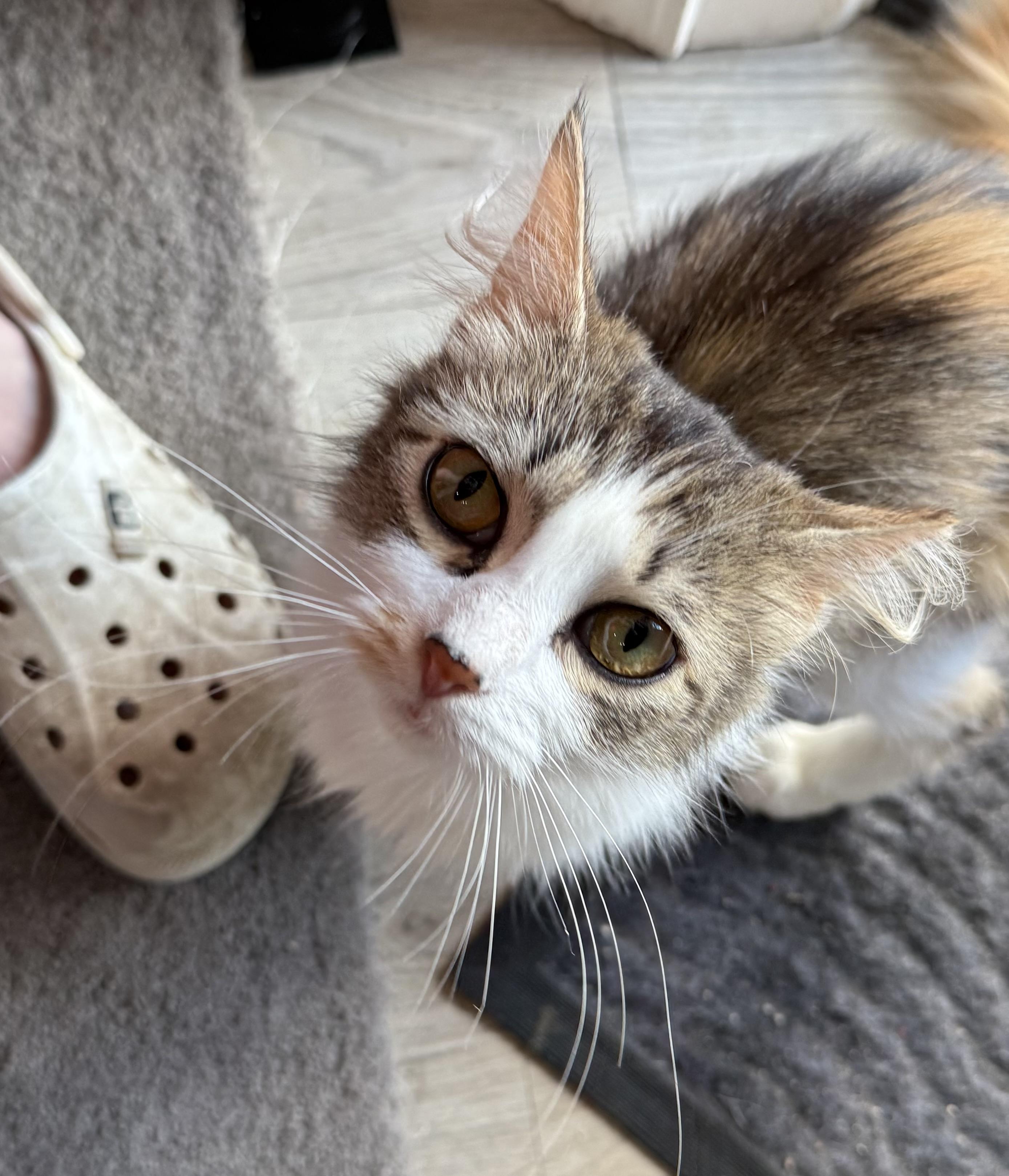 Enlarge Shelley, a Adopted Domestic Medium Hair in Toledo, OH image 2/3