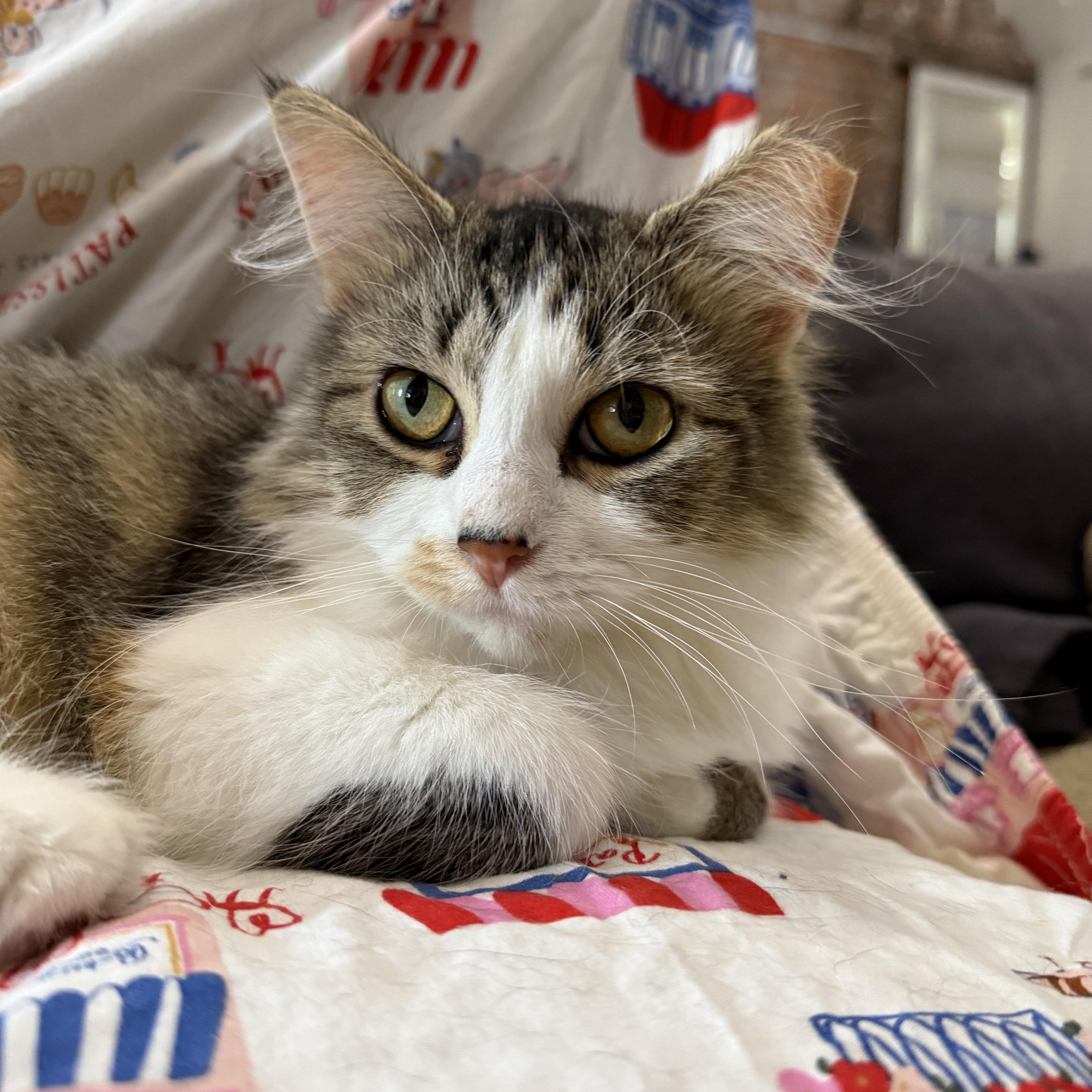 Enlarge Shelley, a Adopted Domestic Medium Hair in Toledo, OH image 1/3