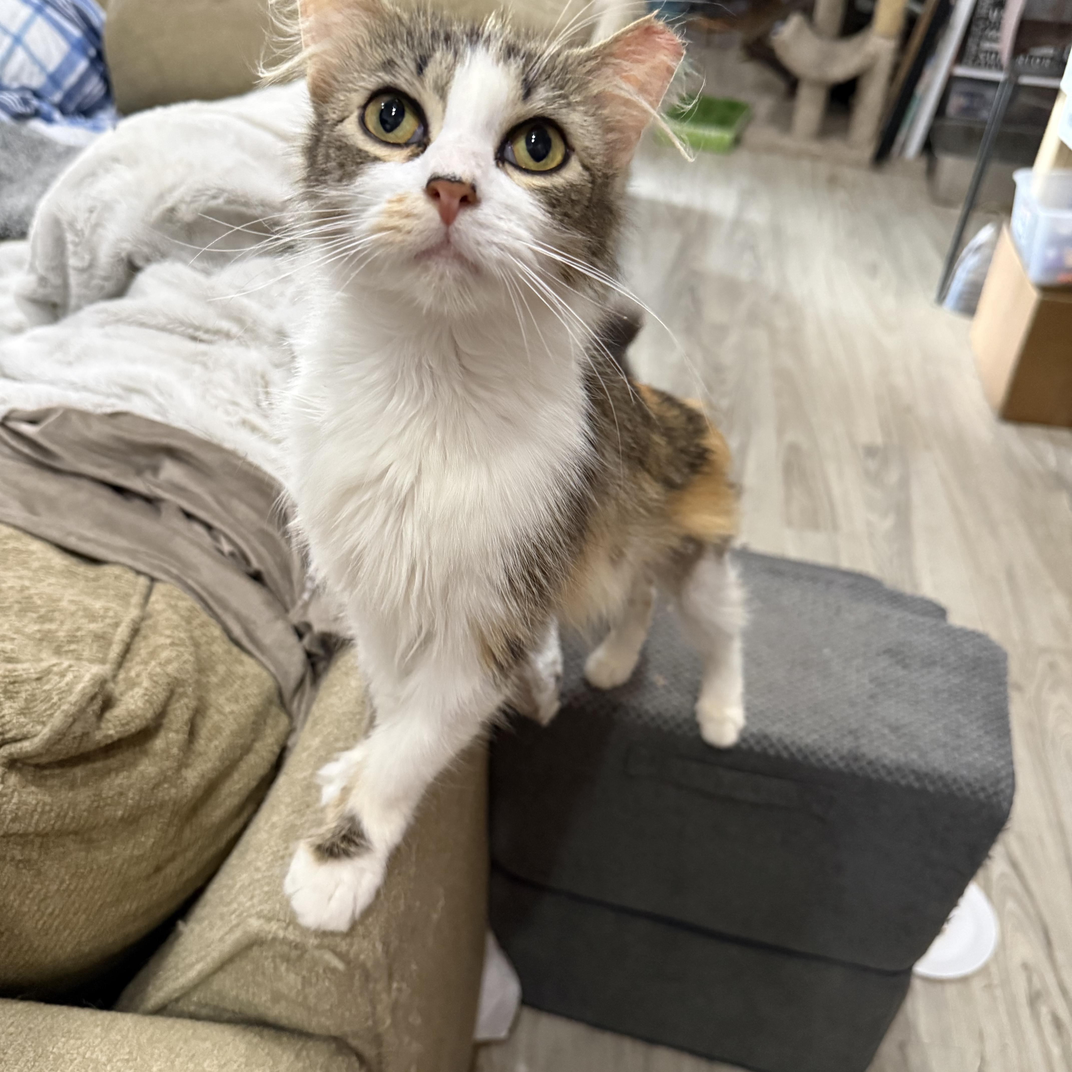 Enlarge Shelley, a Adopted Domestic Medium Hair in Toledo, OH image 3/3