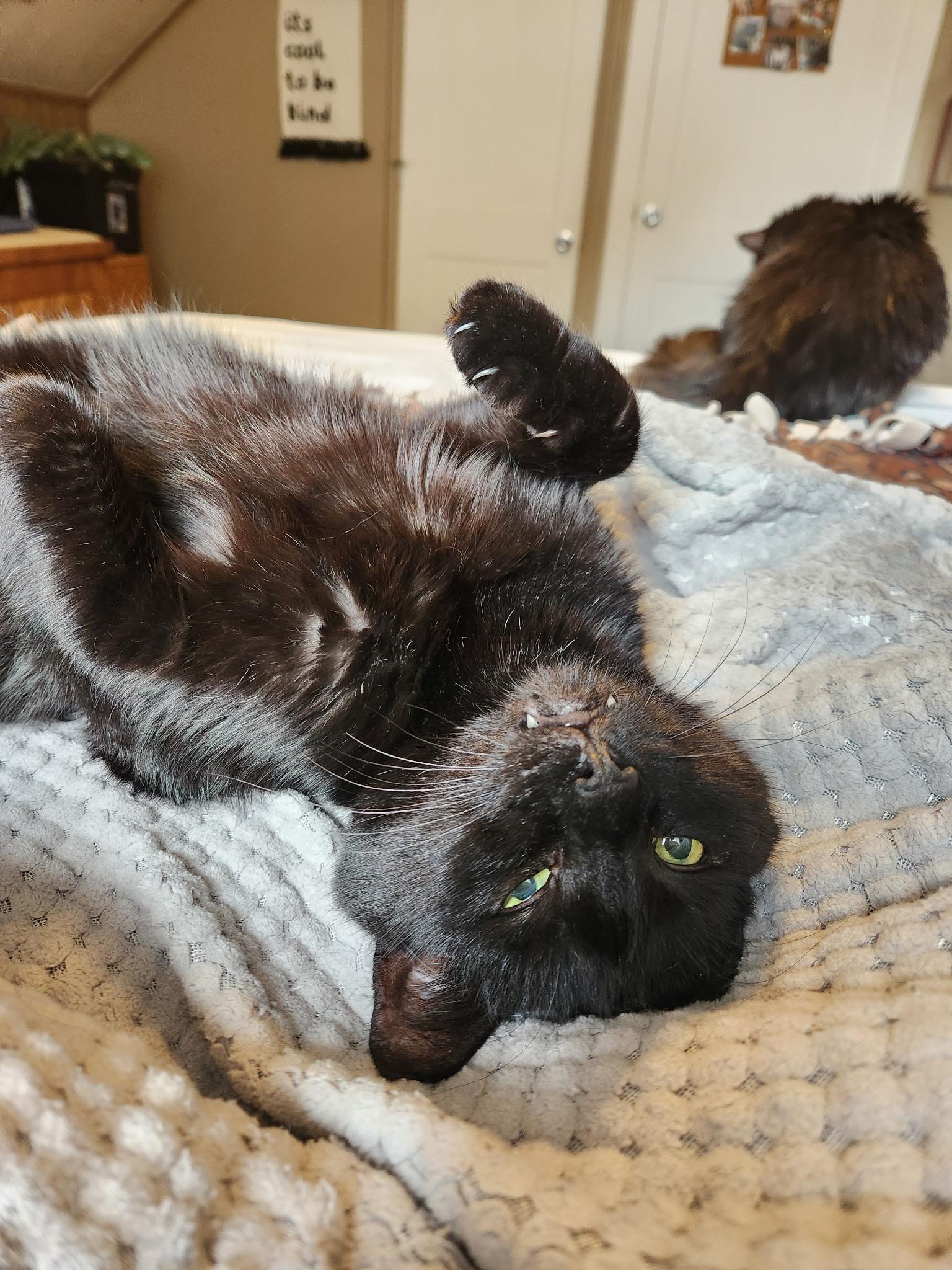Enlarge Paul Varjak, a Adoptable Domestic Short Hair in Sartell, MN image 2/5