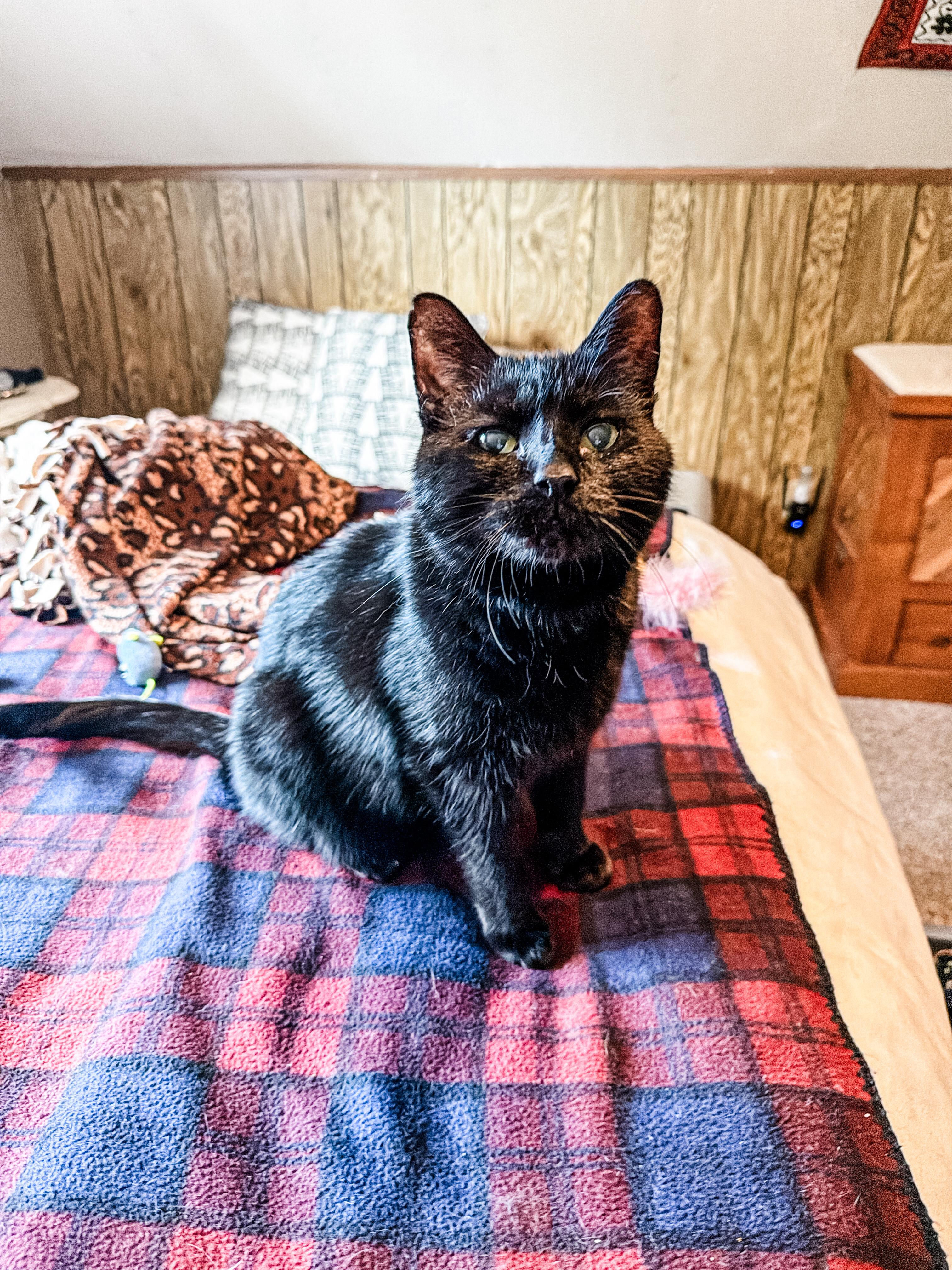 Enlarge Paul Varjak, a Adoptable Domestic Short Hair in Sartell, MN image 3/5