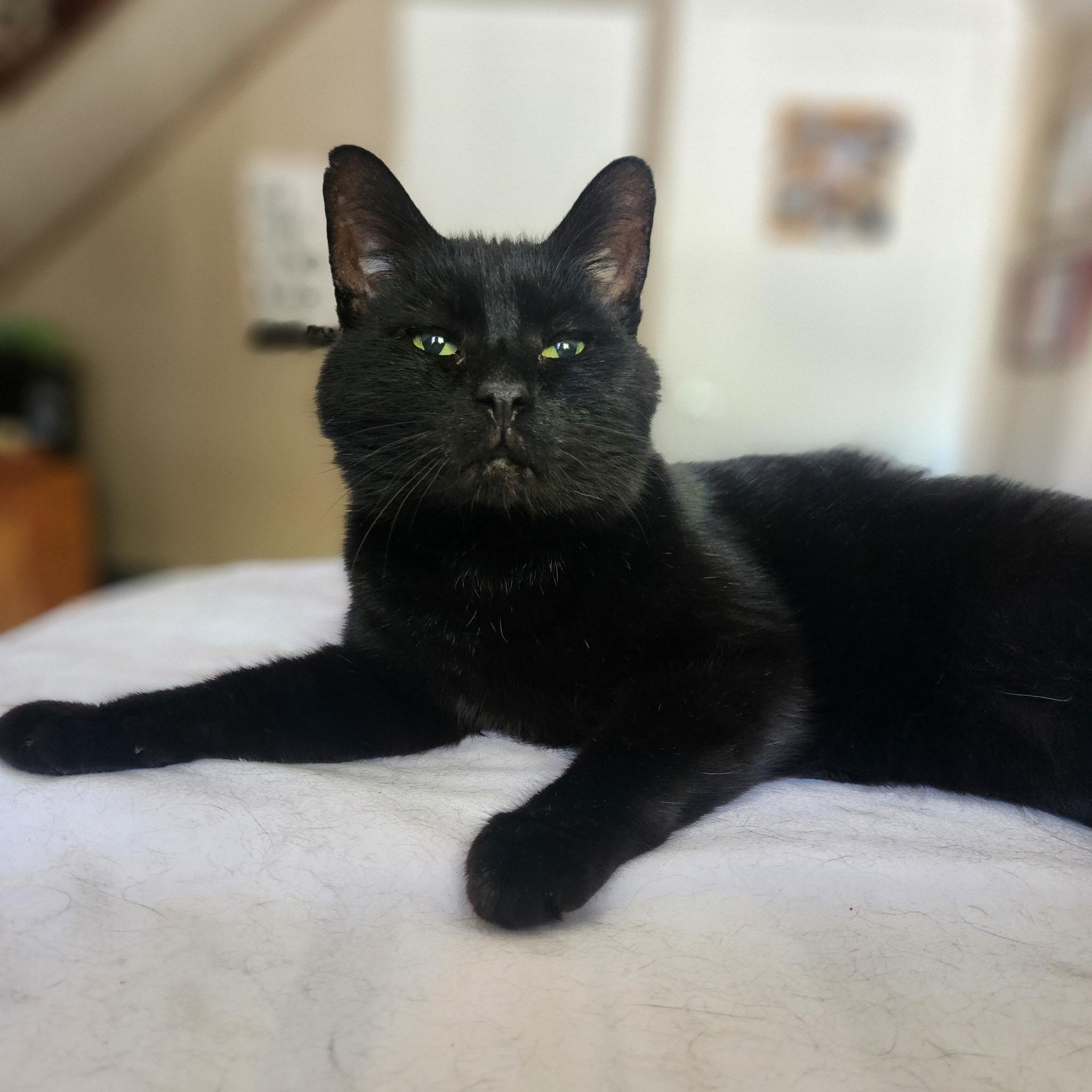 Enlarge Paul Varjak, a Adoptable Domestic Short Hair in Sartell, MN image 1/5