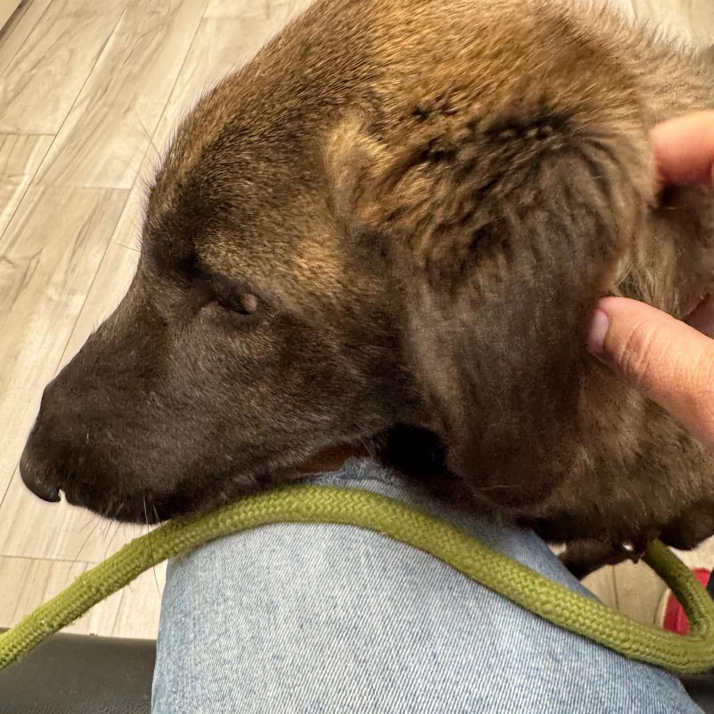 Enlarge Runa, a ADOPTABLE mixed breed in Fallon, NV image 4/5