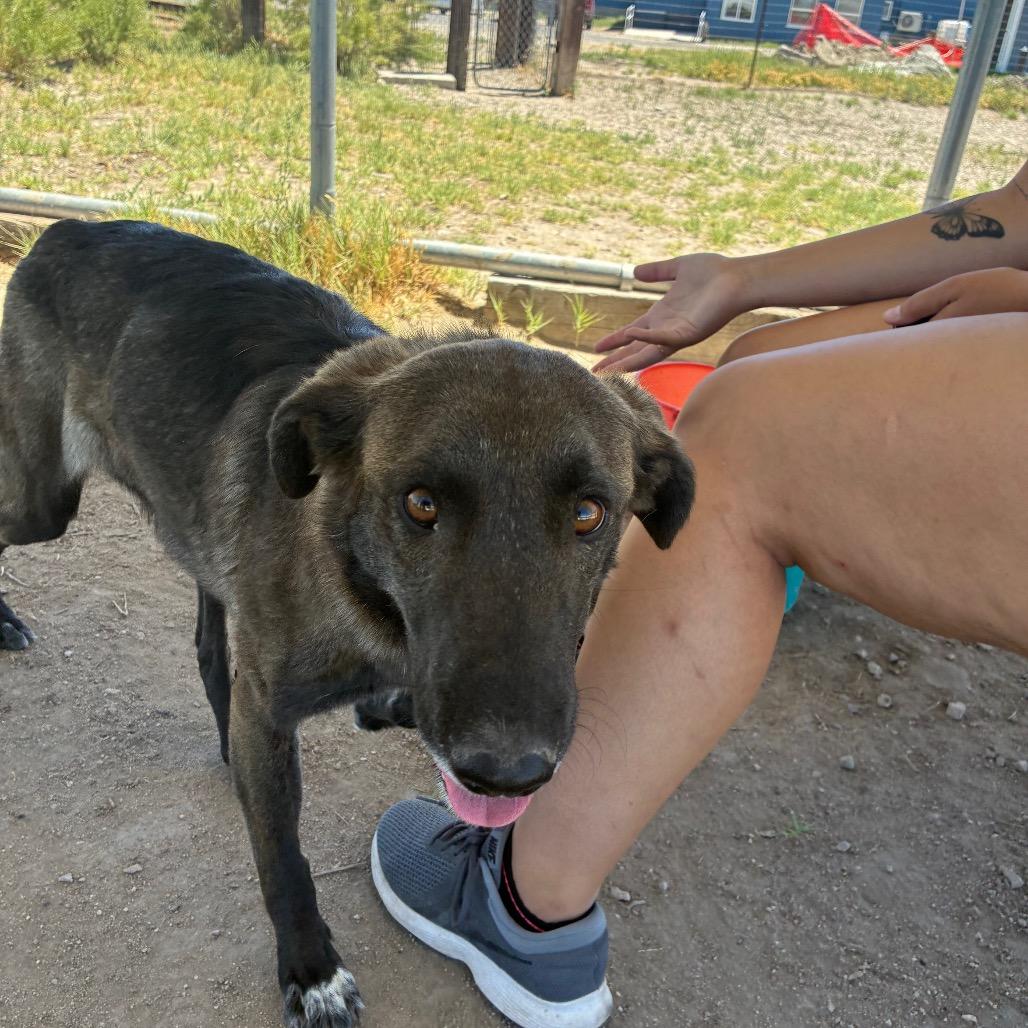 Enlarge Runa, a ADOPTABLE mixed breed in Fallon, NV image 3/5