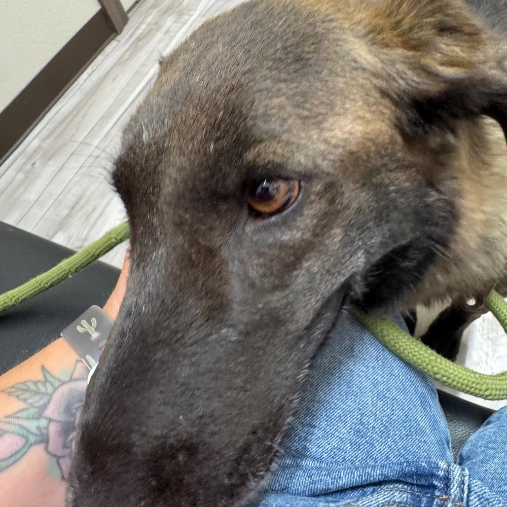 Enlarge Runa, a ADOPTABLE mixed breed in Fallon, NV image 5/5