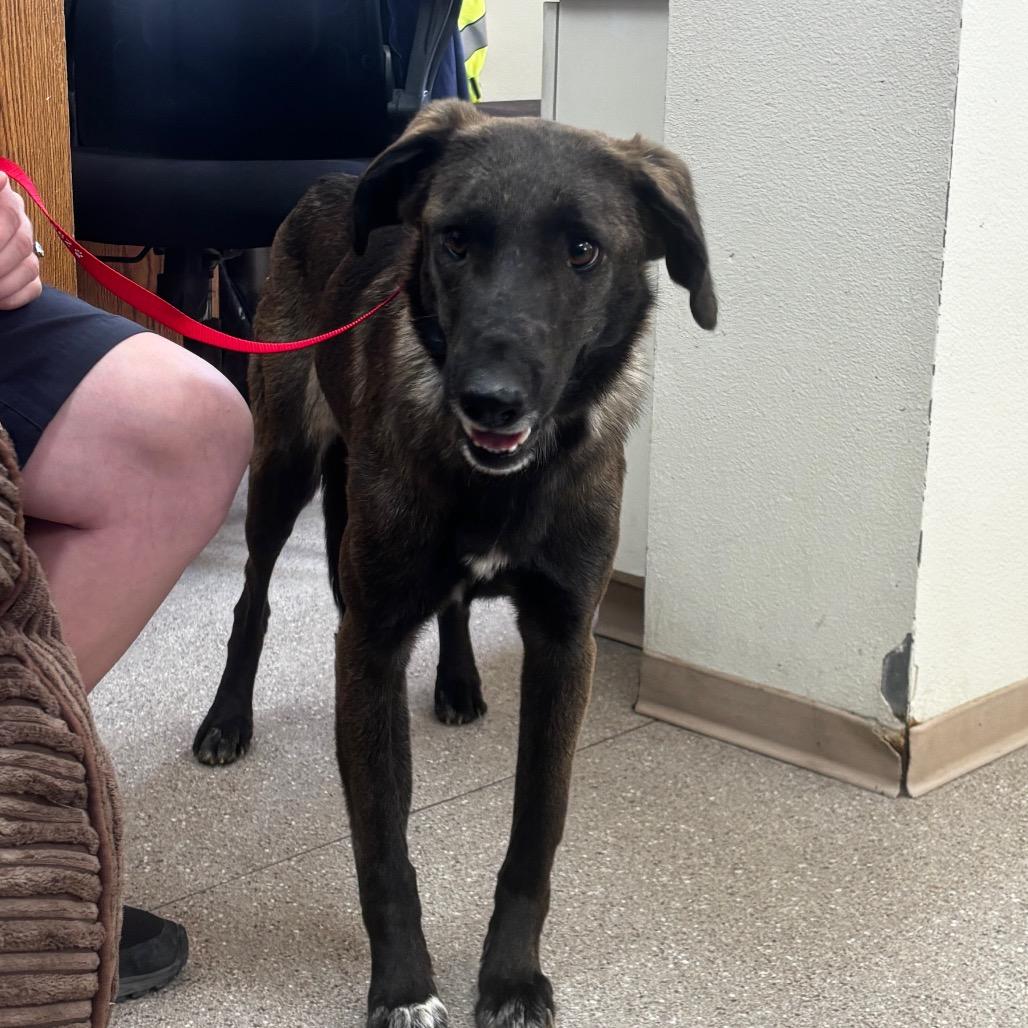 Runa, ADOPTABLE, Young Female English Shepherd.