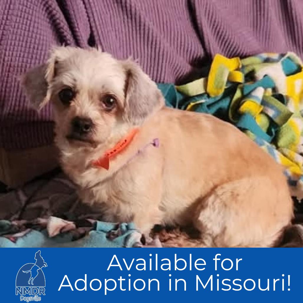 Enlarge Lucky - Missouri (D25-103), a Adoptable mixed breed in Peyton, CO image 1/4