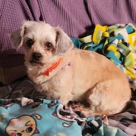 Enlarge Lucky - Missouri (D25-103), a Adoptable mixed breed in Peyton, CO image 3/4