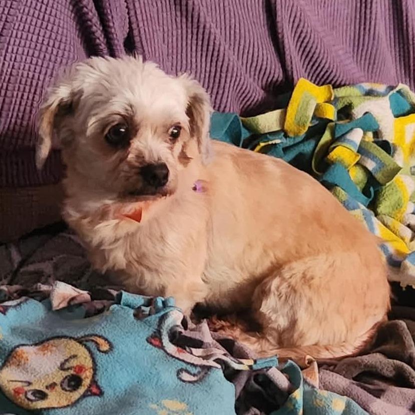 Enlarge Lucky - Missouri (D25-103), a Adoptable mixed breed in Peyton, CO image 4/4