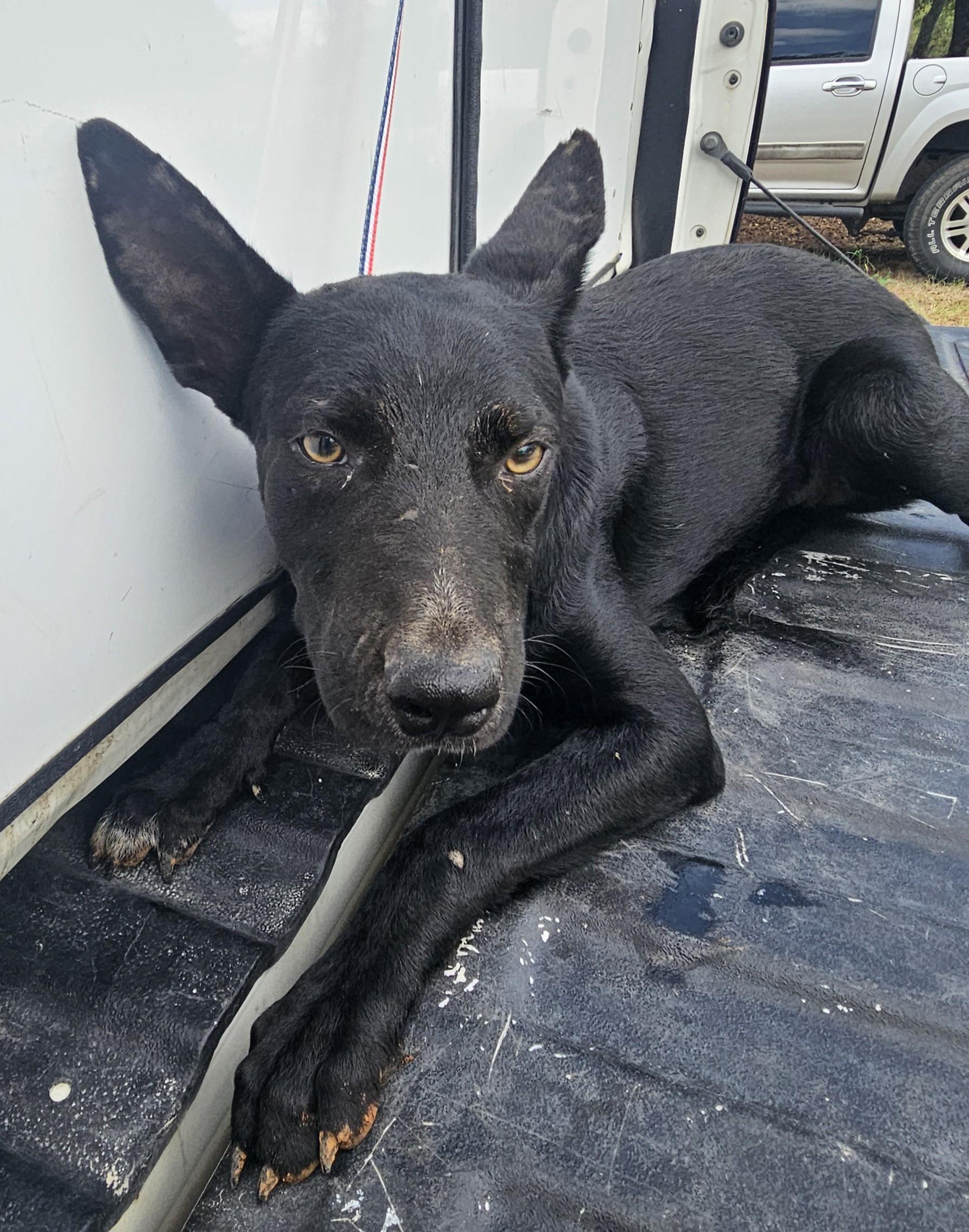 Woody, Adoptable, Young Male Shepherd.
