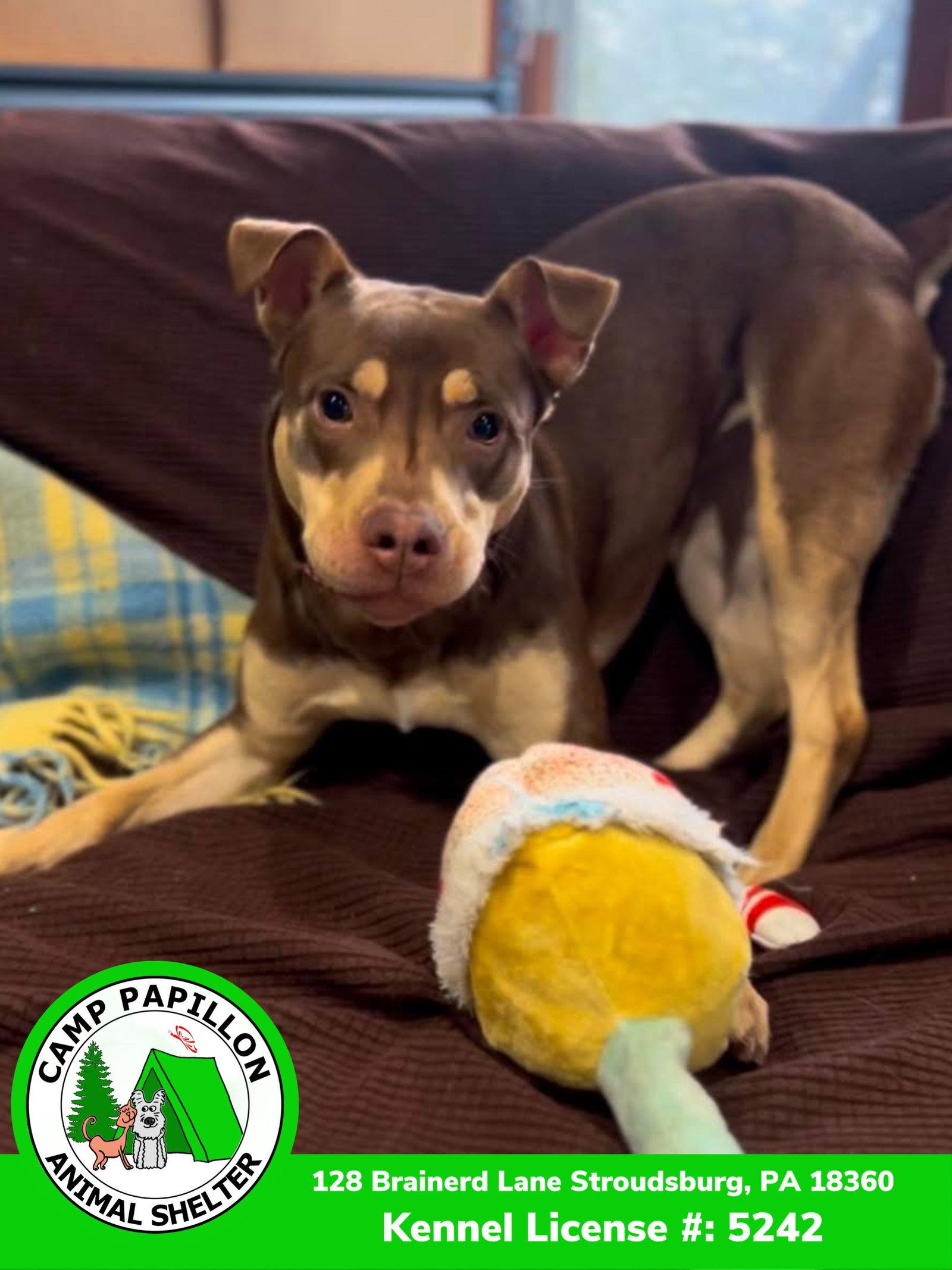 Gingerbread, Adopted, Young Female Terrier.