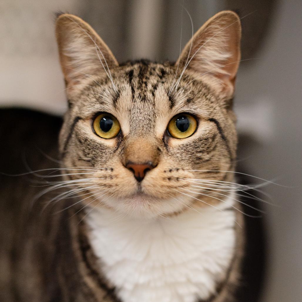 Enlarge Winnie, a Adoptable Domestic Short Hair in Warwick, RI image 1/2