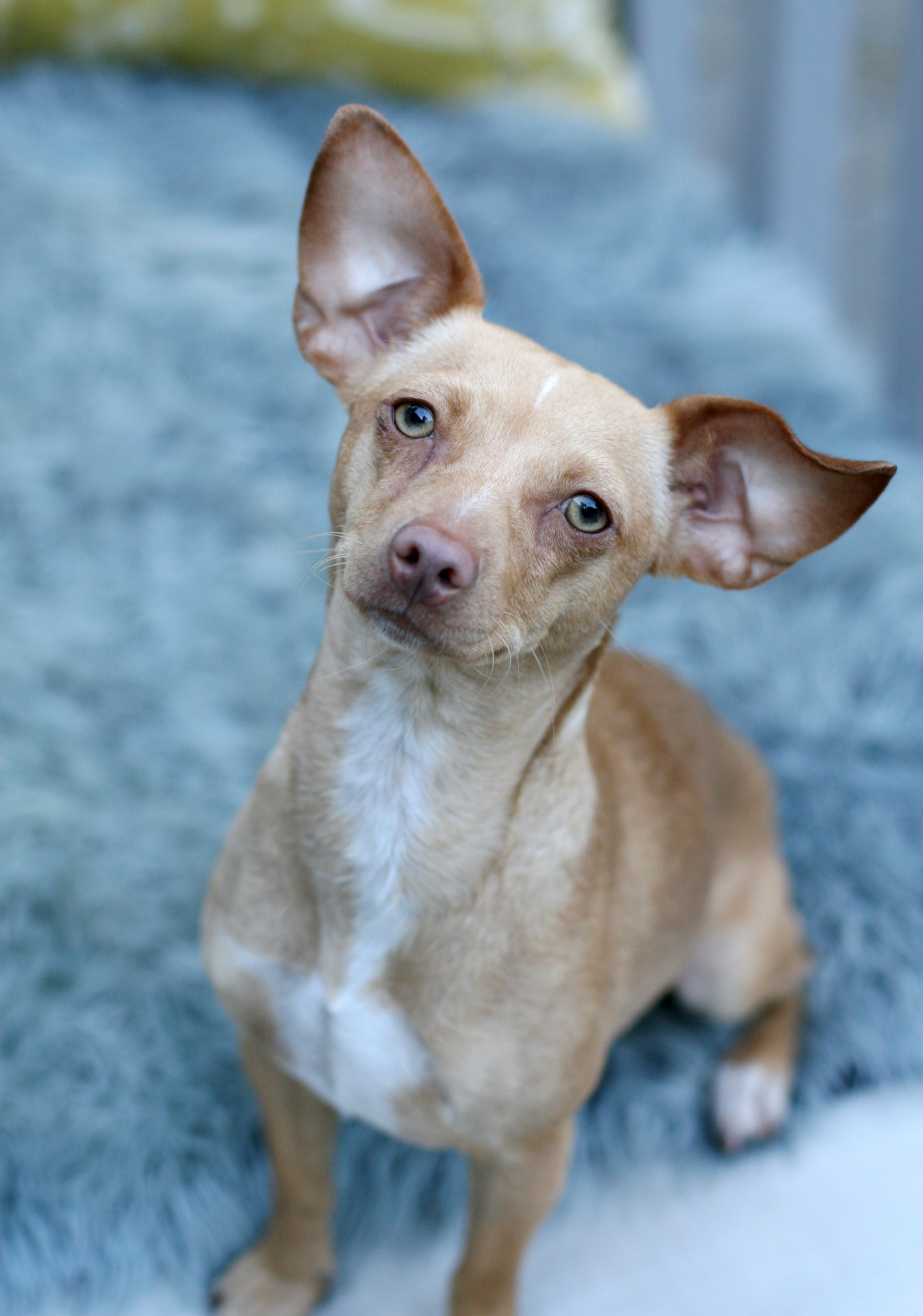 Pumpkin, a Adoptable mixed breed in Toluca Lake, CA image 1/2