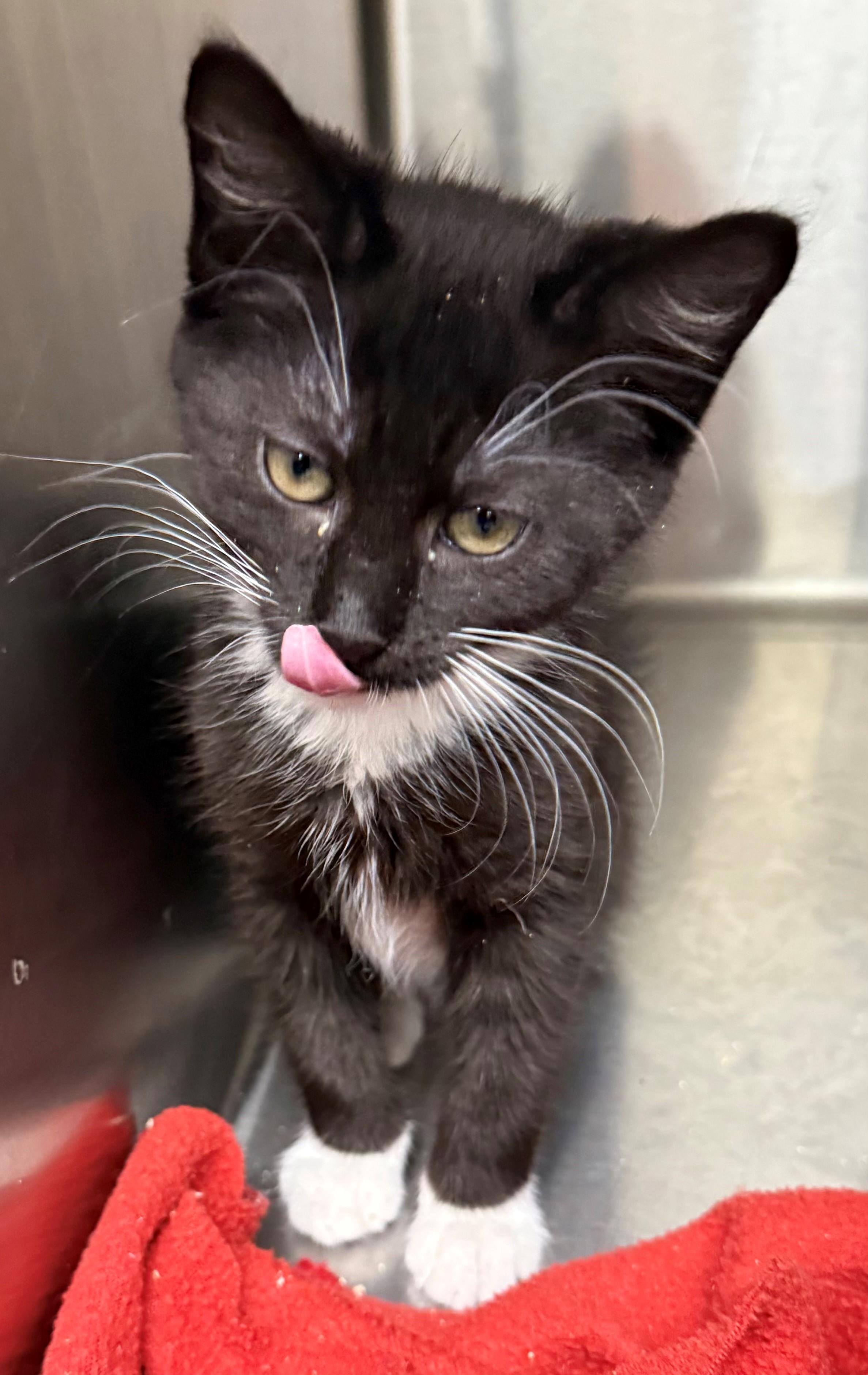 Princess, ADOPTABLE, Kitten Female Domestic Short Hair.