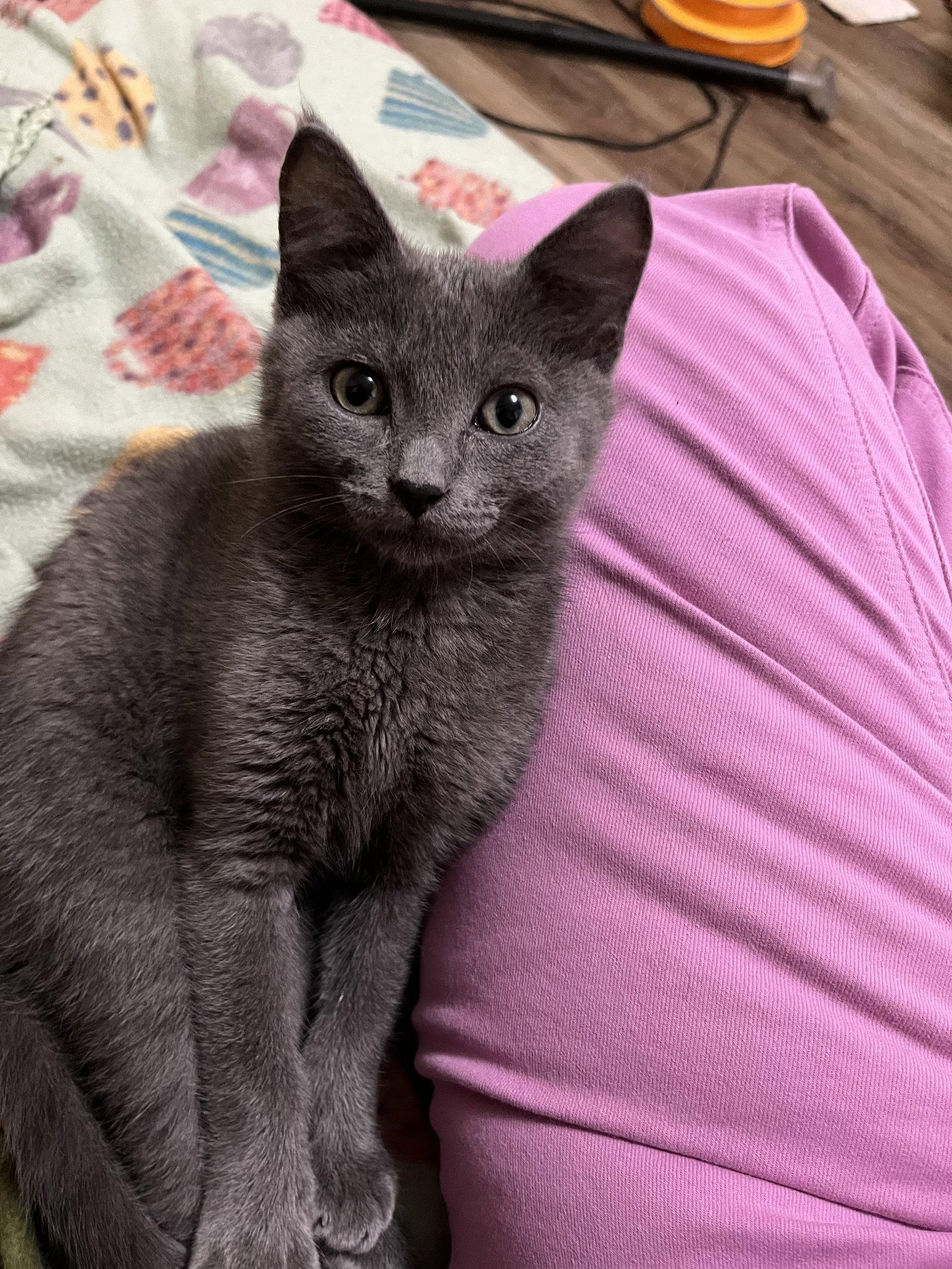 Enlarge Grier, a Adopted Domestic Short Hair in Eureka, MO image 1/3