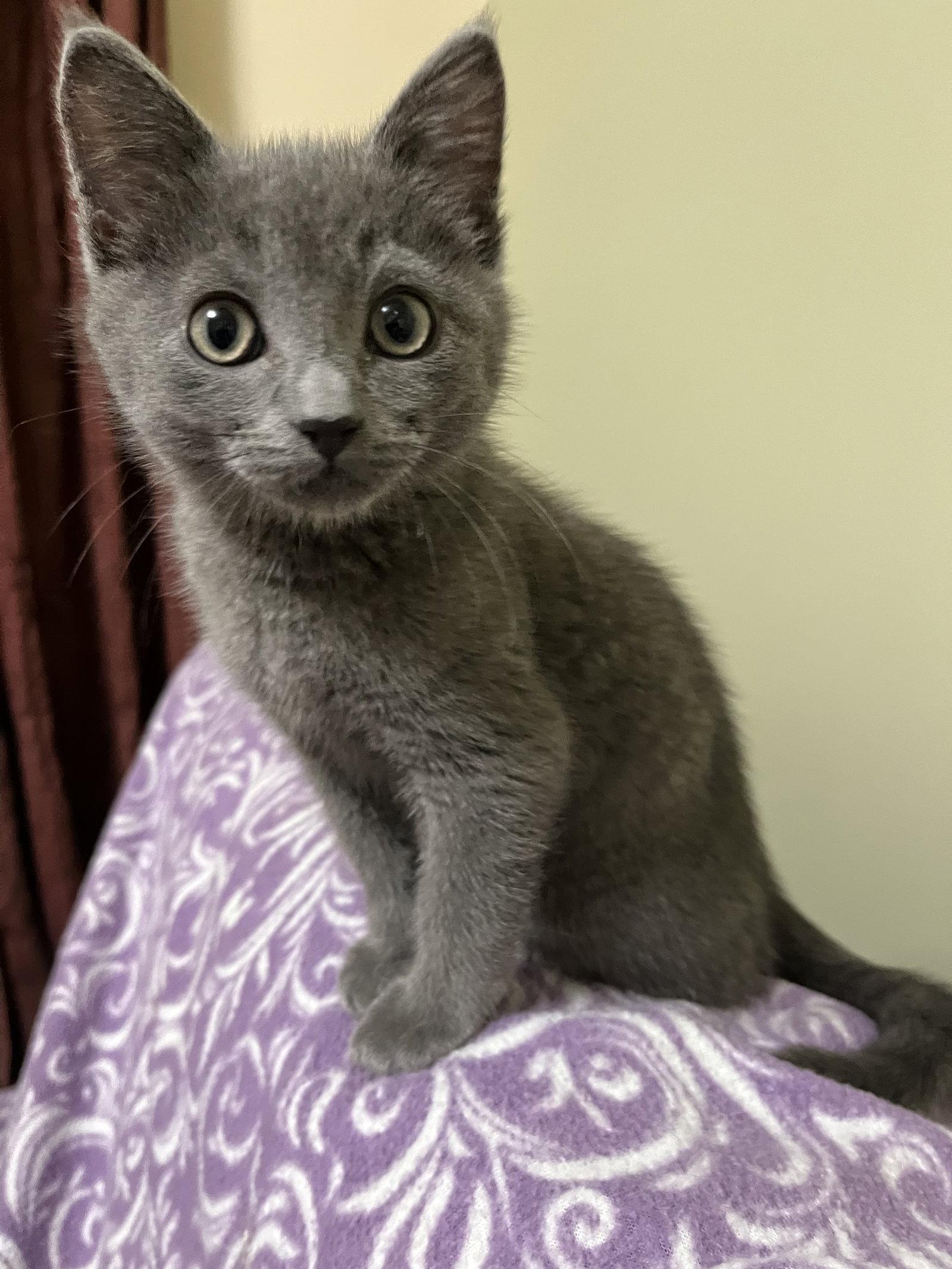 Enlarge Grier, a Adopted Domestic Short Hair in Eureka, MO image 2/3