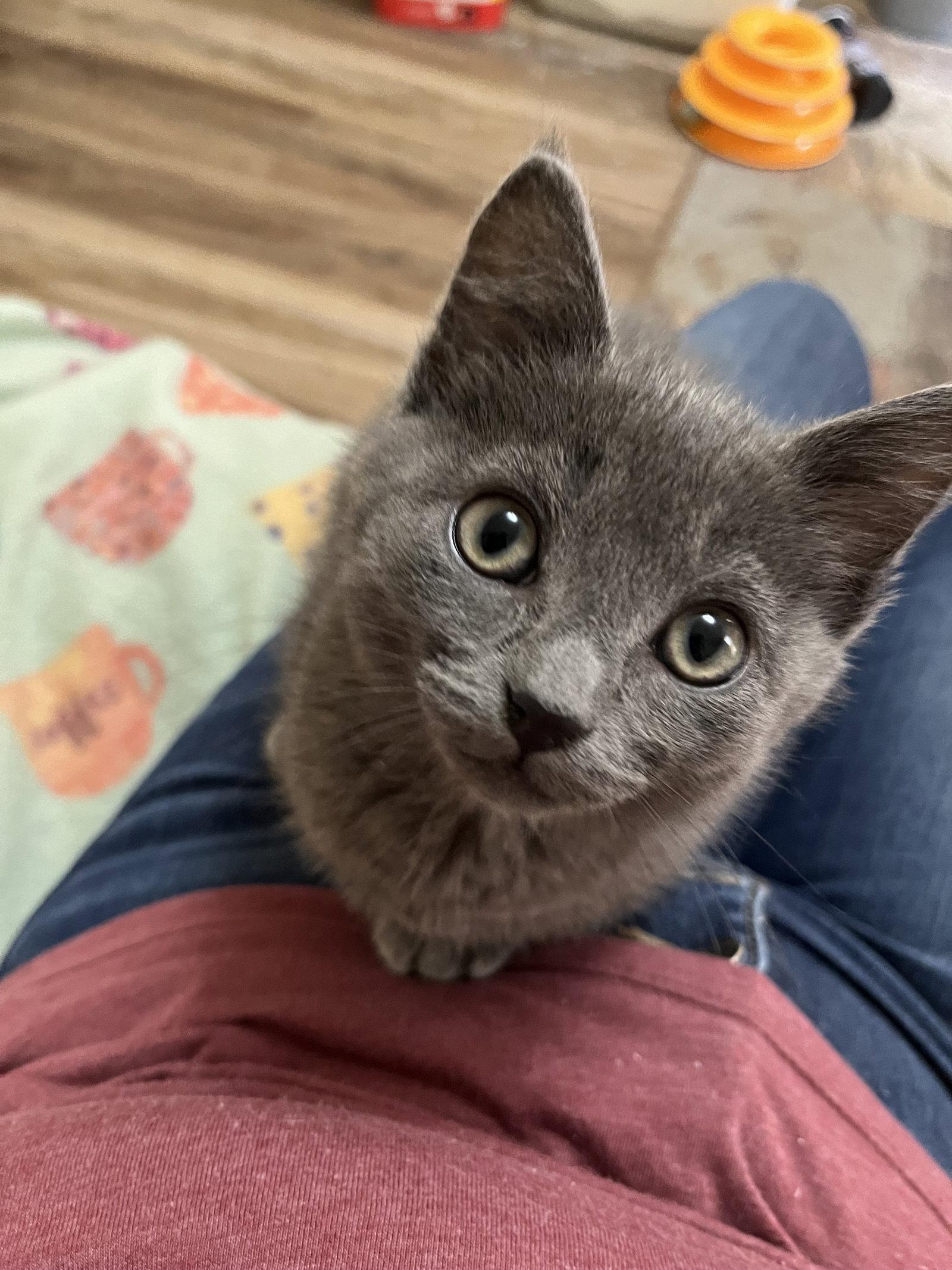 Enlarge Grier, a Adopted Domestic Short Hair in Eureka, MO image 3/3