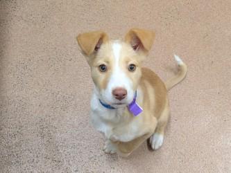 Pudding, Adoptable, Young Male Collie & Mixed Breed.