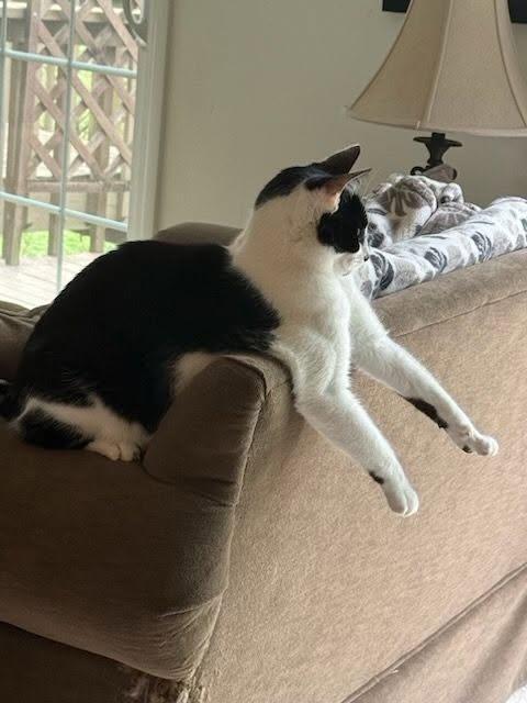 Oliver (COURTESY POST), a ADOPTABLE Domestic Short Hair in Monroe, OH image 2/2