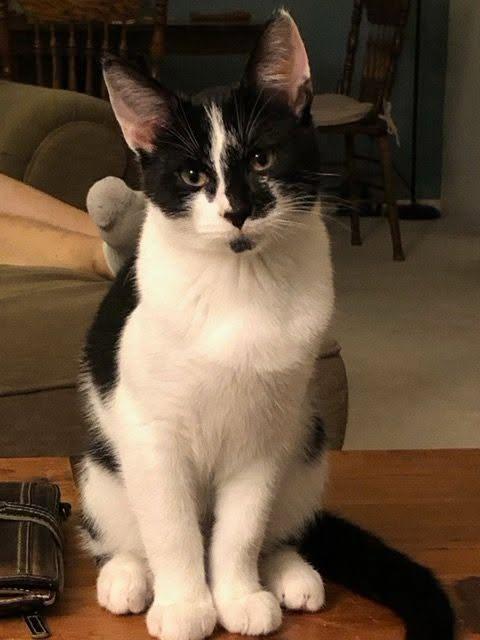 Oliver (COURTESY POST), a ADOPTABLE Domestic Short Hair in Monroe, OH image 1/2