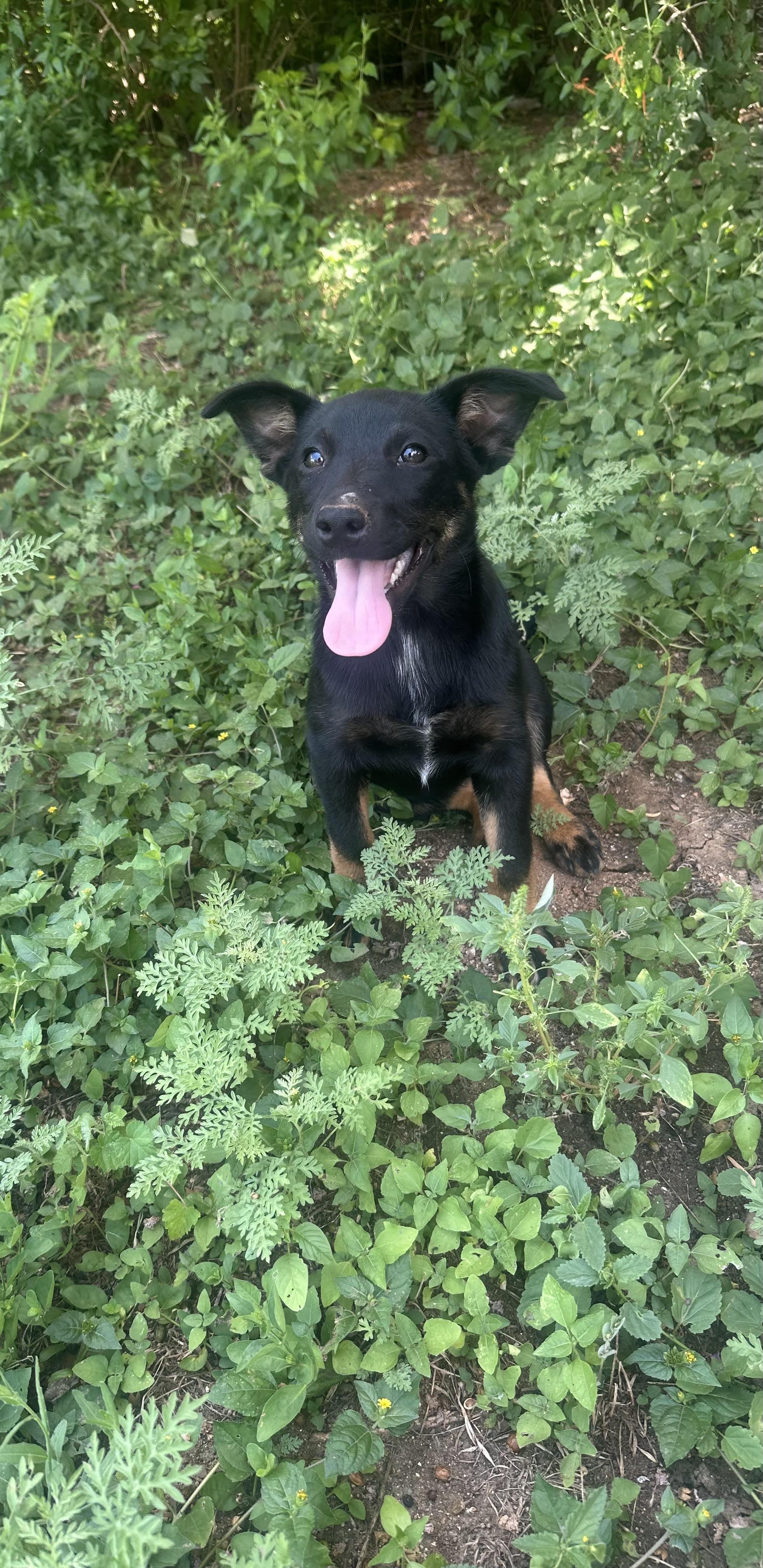 Clover, Adoptable, Young Female Shepherd & Dachshund.