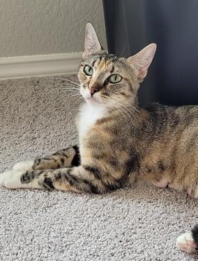 Enlarge Serenity, a Adoptable Tabby in Porter, TX image 1/2