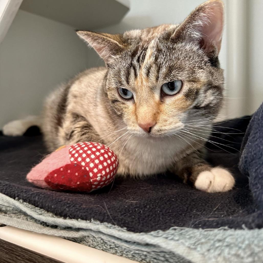 Sun, Adoptable, Senior Female Domestic Short Hair.