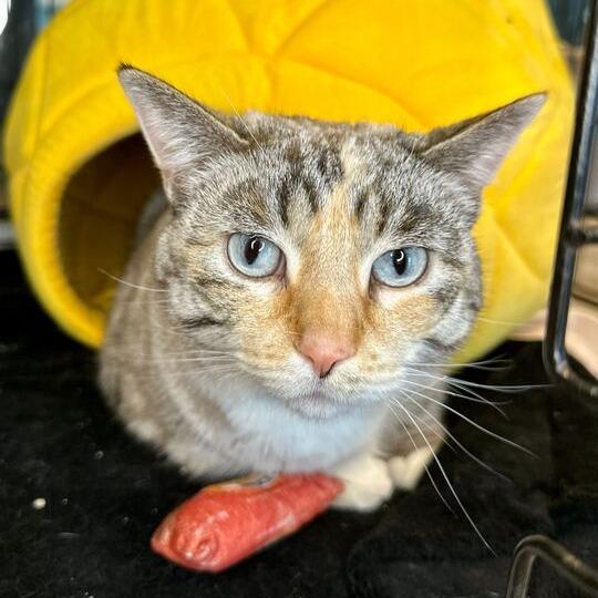 Enlarge Sun, a Adoptable mixed breed in Matteson, IL image 2/3