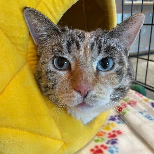 Enlarge Sun, a Adoptable mixed breed in Matteson, IL image 3/3