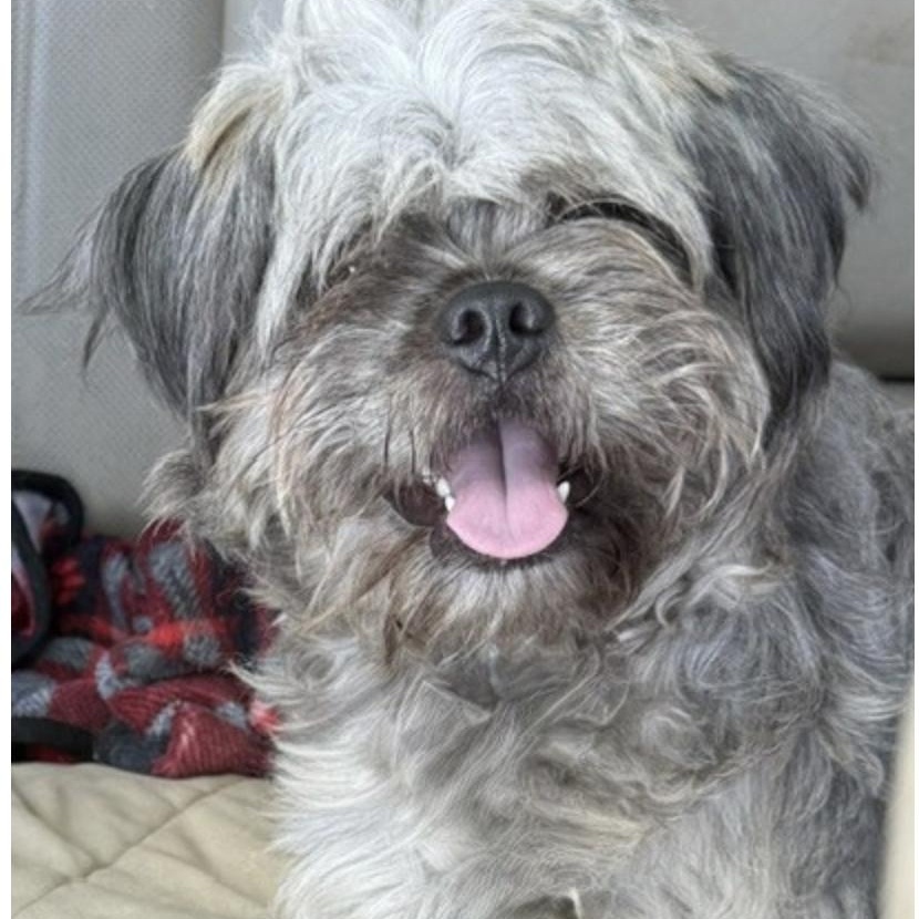 Enlarge BRANSON, a Adopted mixed breed in wildersville, TN image 4/6