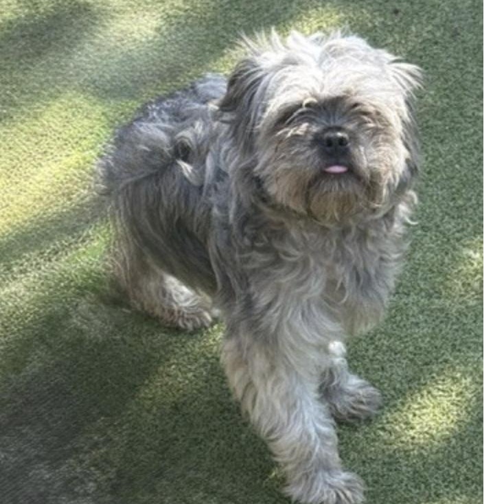 Enlarge BRANSON, a Adopted mixed breed in wildersville, TN image 3/6