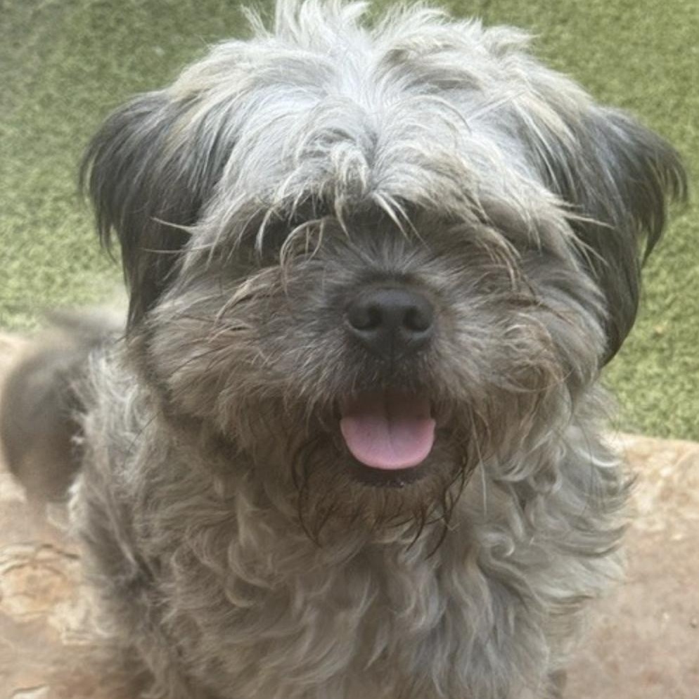 BRANSON, Adopted, Young Male Lhasa Apso & Shih Tzu.