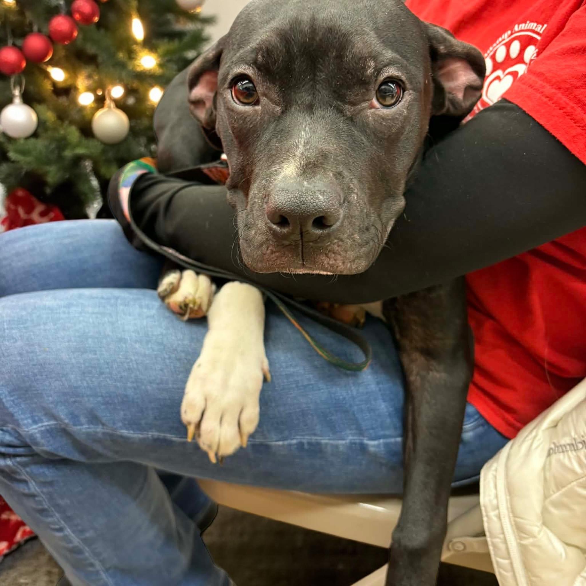 Sugar Plum, Adoptable, Puppy Female Mixed Breed.