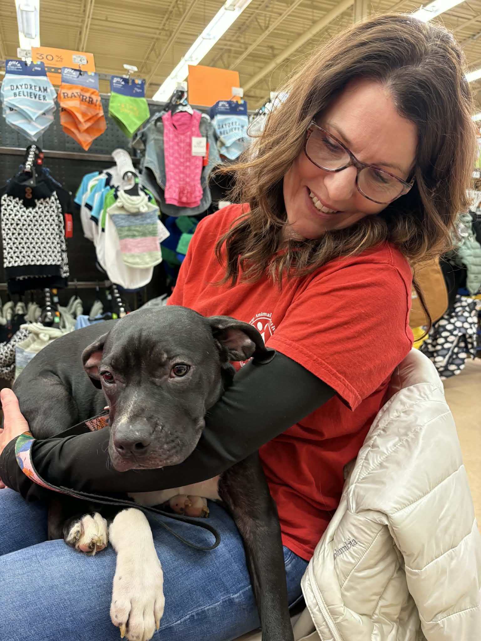 Enlarge Sugar Plum, a Adoptable Mixed Breed in Elyria, OH image 2/2