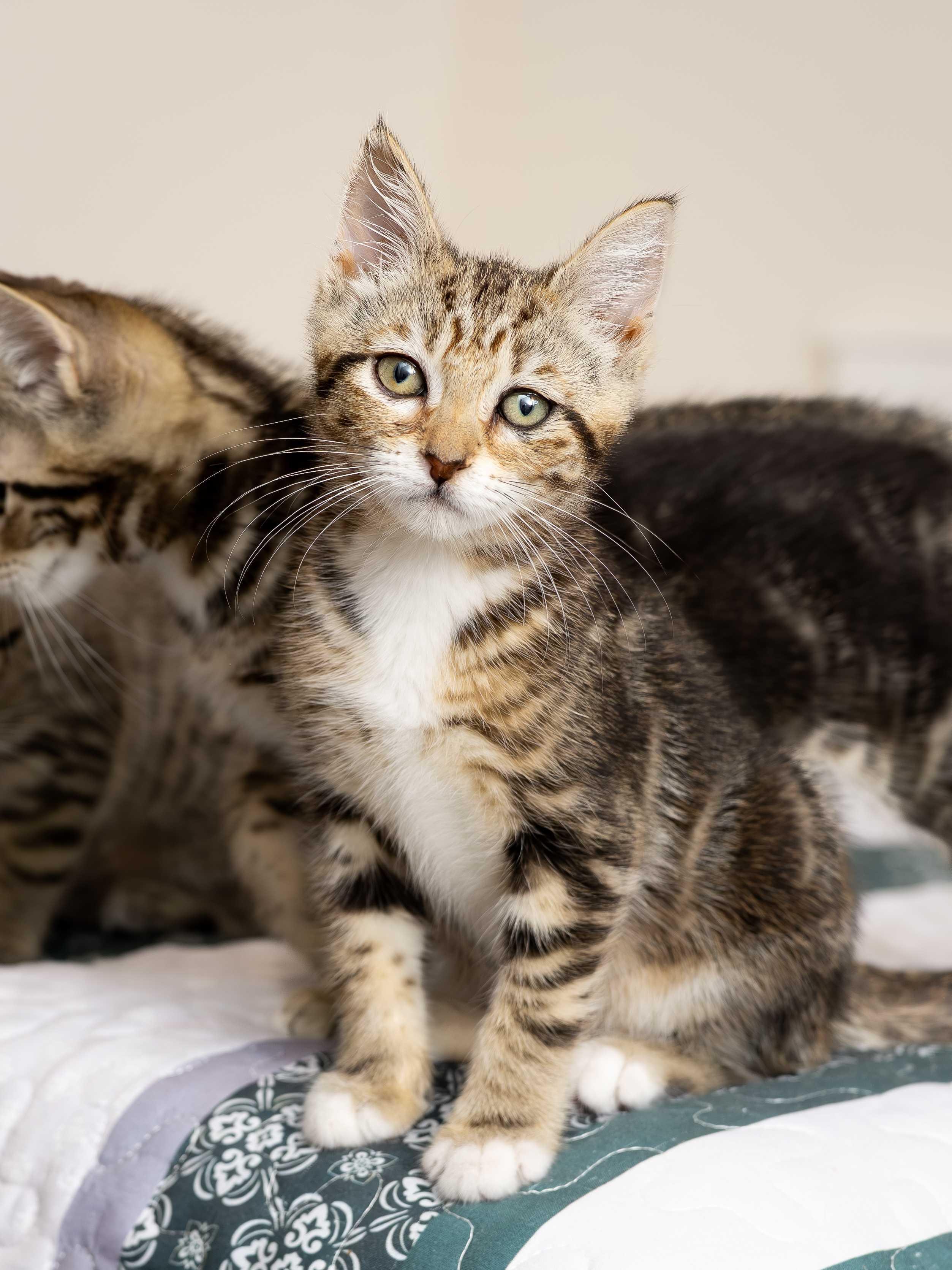 Douglas Fir and Madrona, a ADOPTABLE Domestic Short Hair in Seattle, WA image 1/5