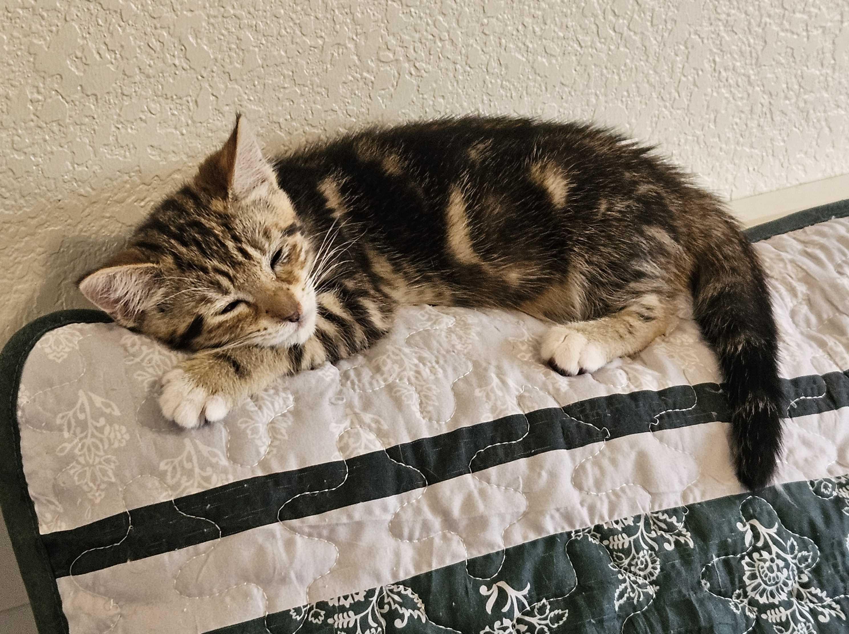 Douglas Fir and Madrona, a ADOPTABLE Domestic Short Hair in Seattle, WA image 2/5