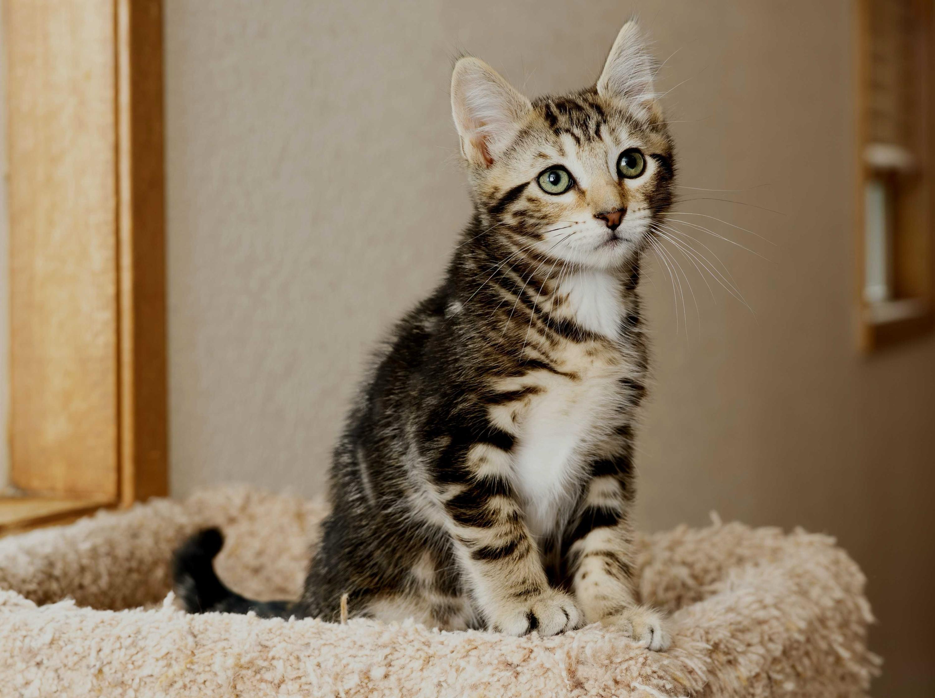 Douglas Fir and Madrona, a ADOPTABLE Domestic Short Hair in Seattle, WA image 3/5