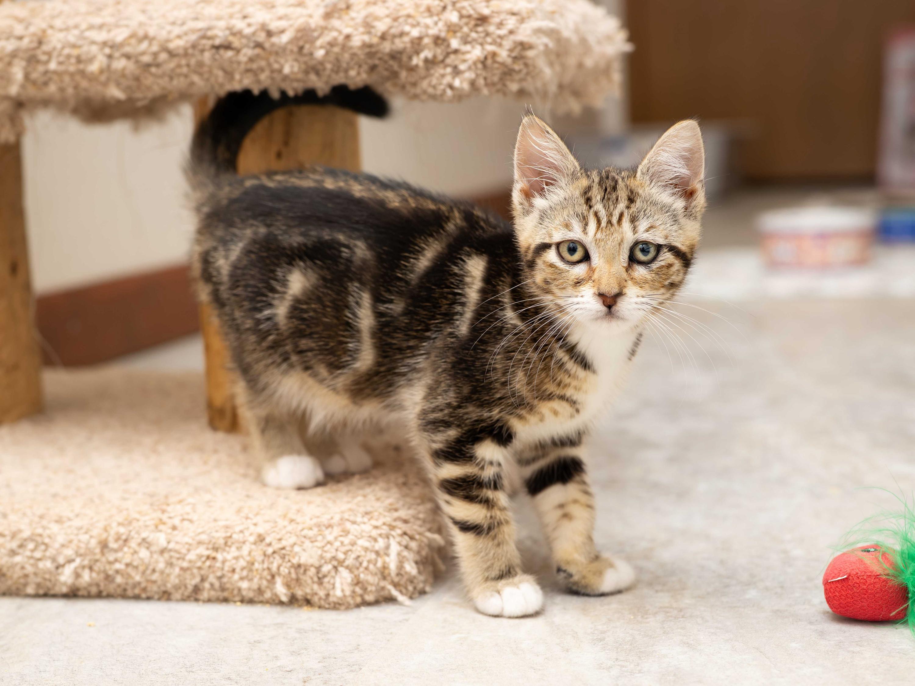 Douglas Fir and Madrona, a ADOPTABLE Domestic Short Hair in Seattle, WA image 4/5