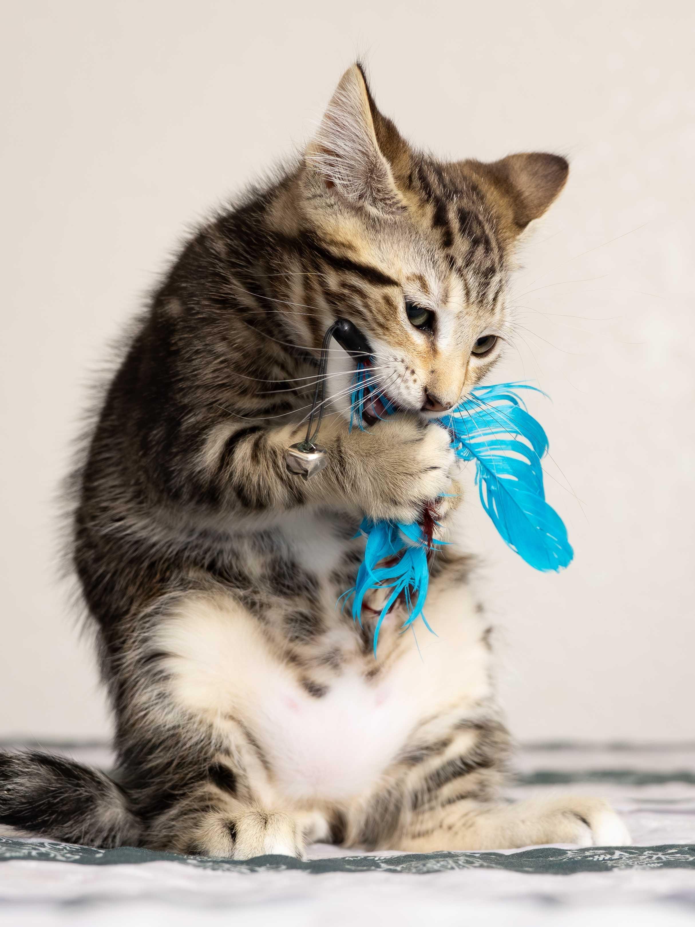 Douglas Fir and Madrona, a ADOPTABLE Domestic Short Hair in Seattle, WA image 5/5