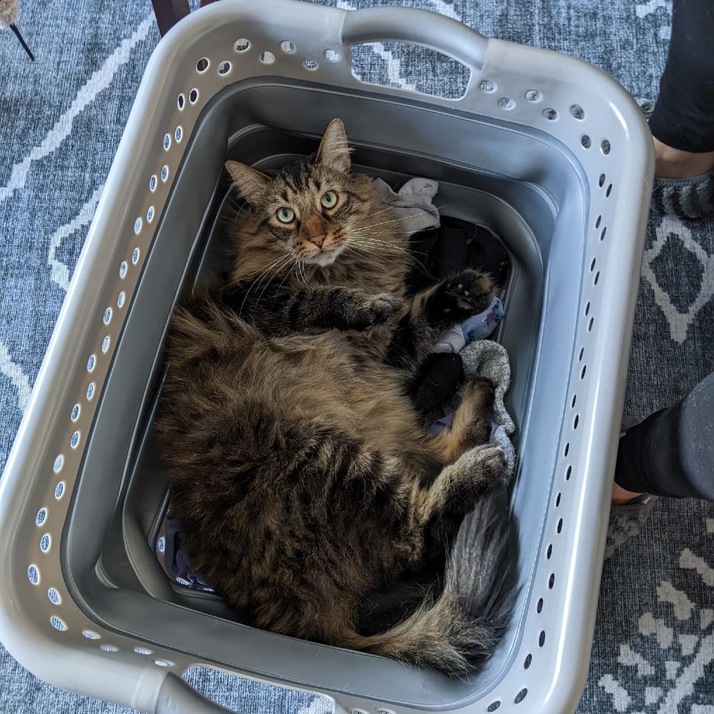 Flea - Home to Home, Adoptable, Senior Male Domestic Medium Hair.