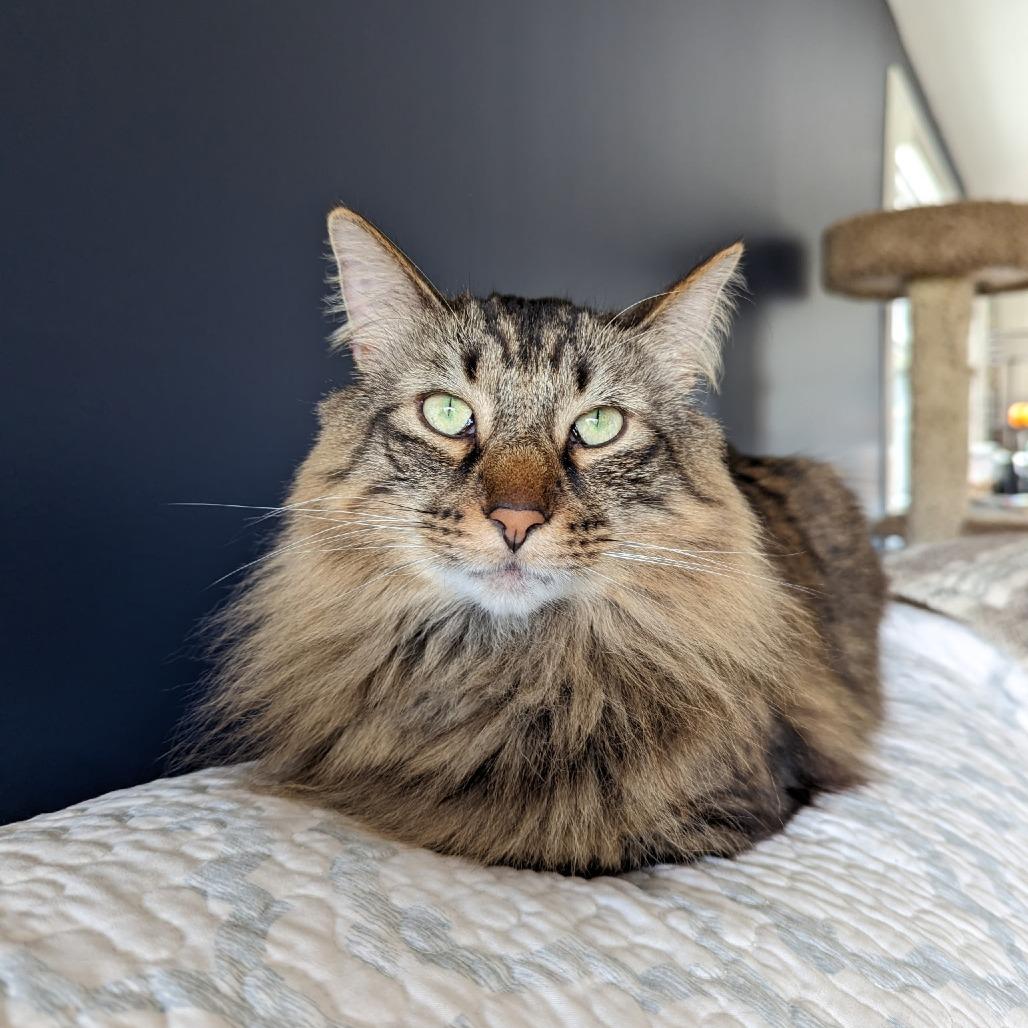 Flea - Home to Home, a Adoptable Domestic Medium Hair in South Elgin, IL image 2/6