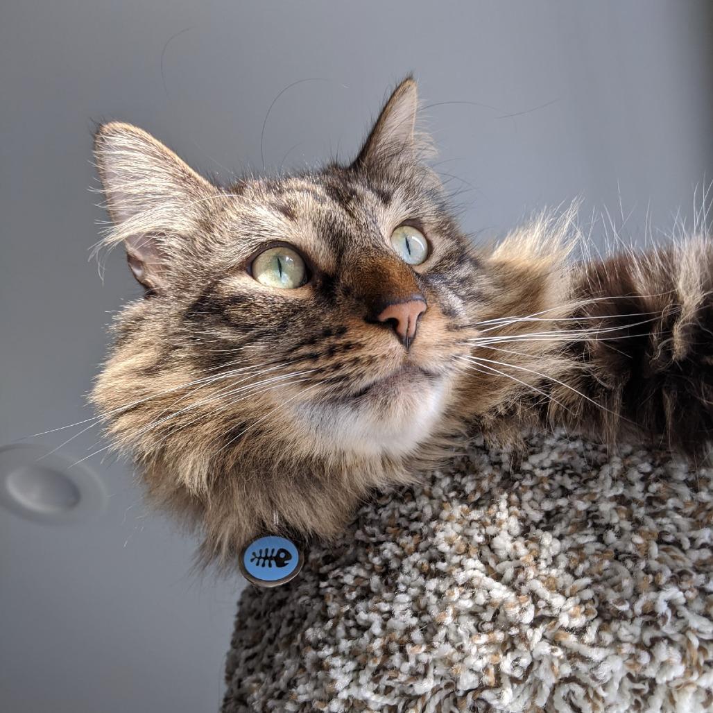 Flea - Home to Home, a Adoptable Domestic Medium Hair in South Elgin, IL image 3/6